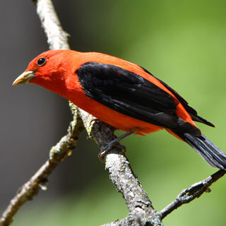 Birds on the brink due to climate change