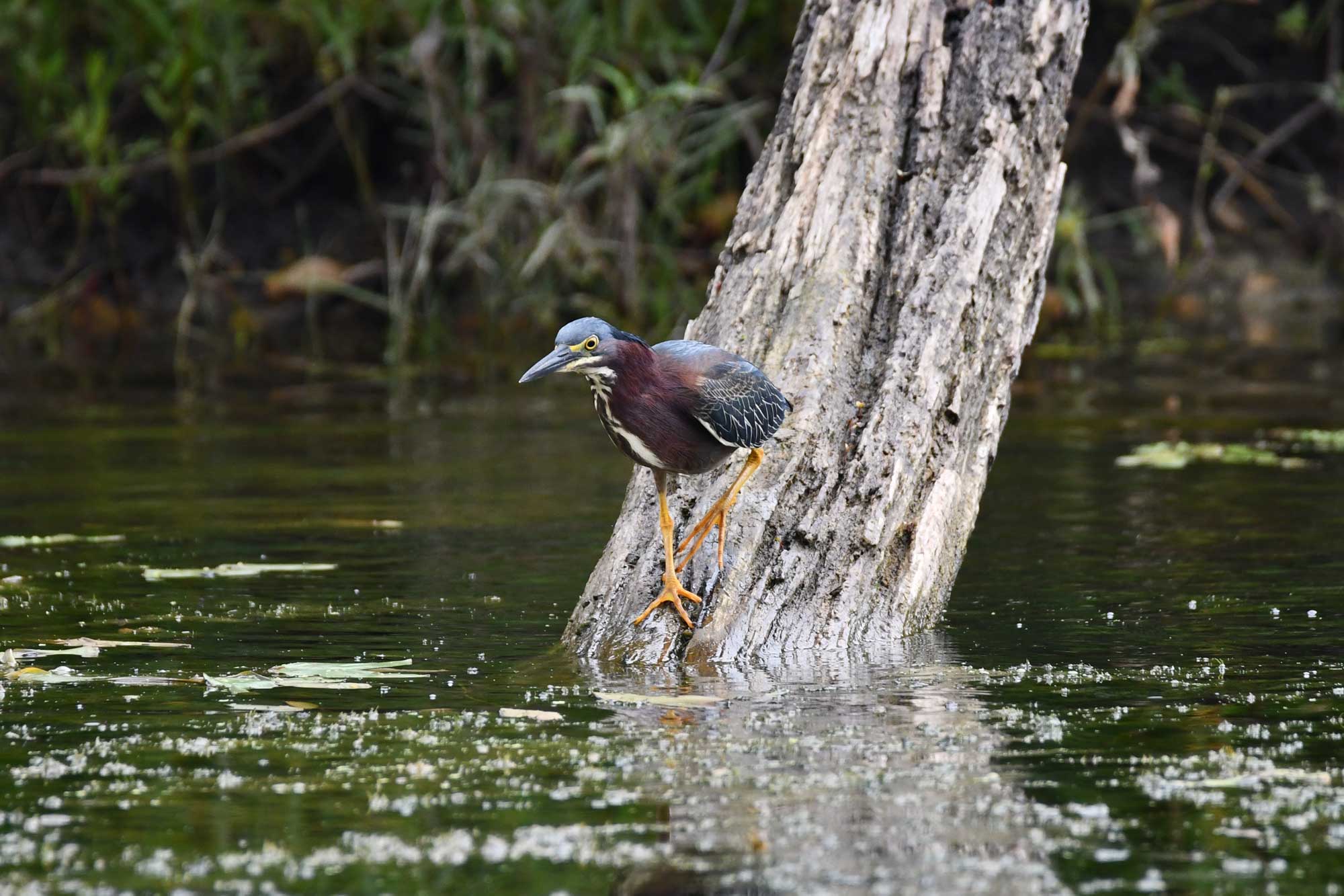 Green heron standing on a fallen tree in the water with vegetation in the background.