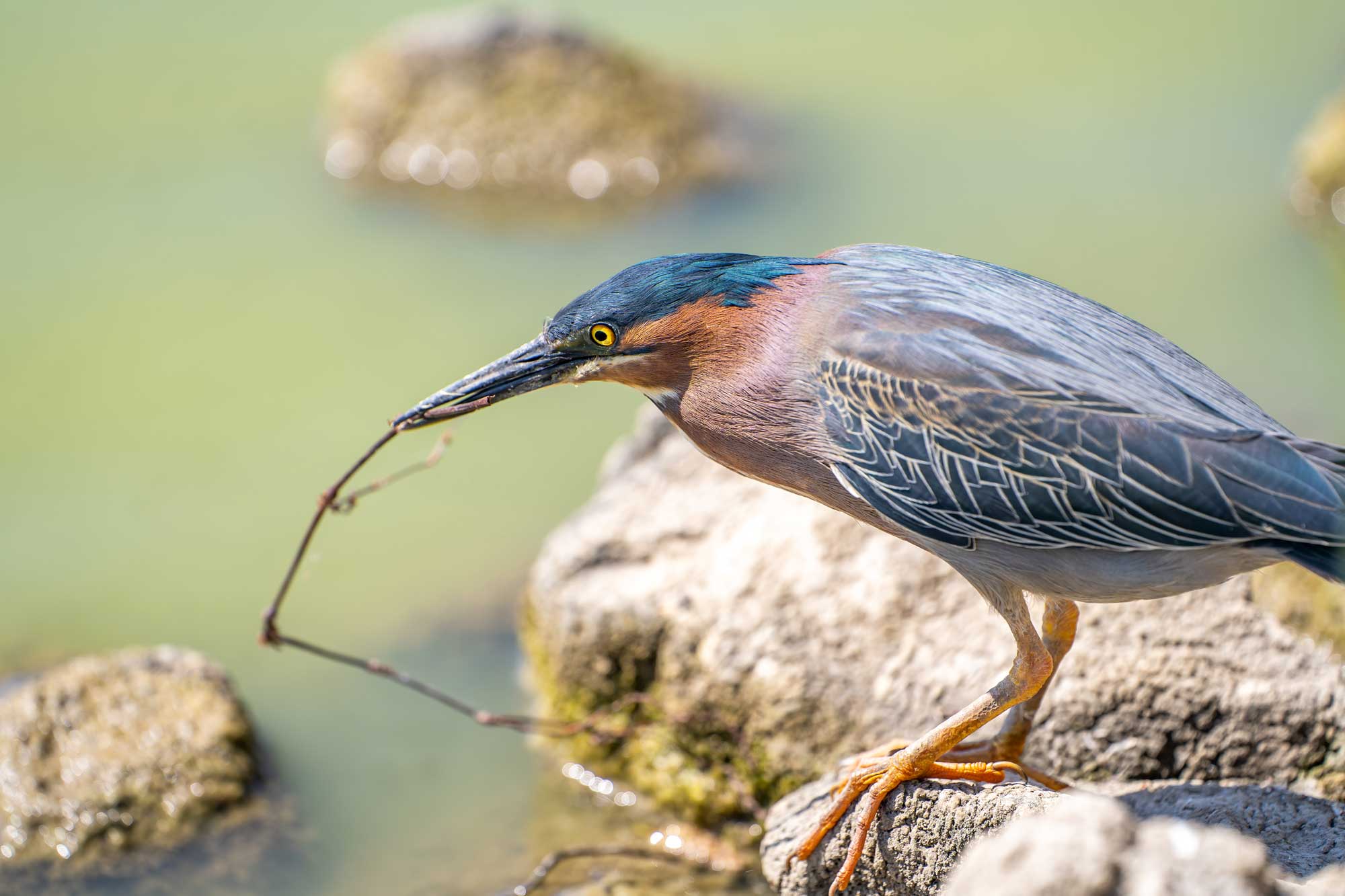 Green heron standing on a rock with a twig in its bill and water in the background.