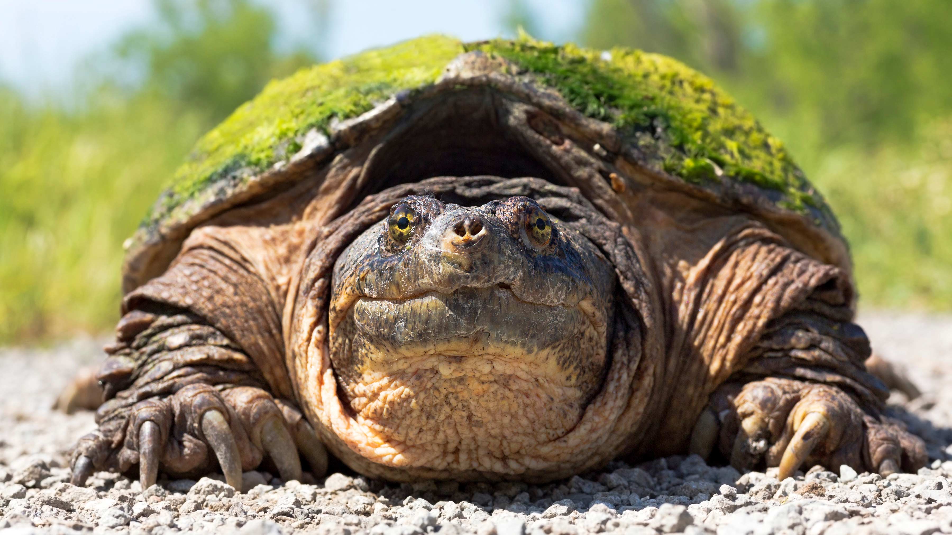 Meet the turtles of Will County