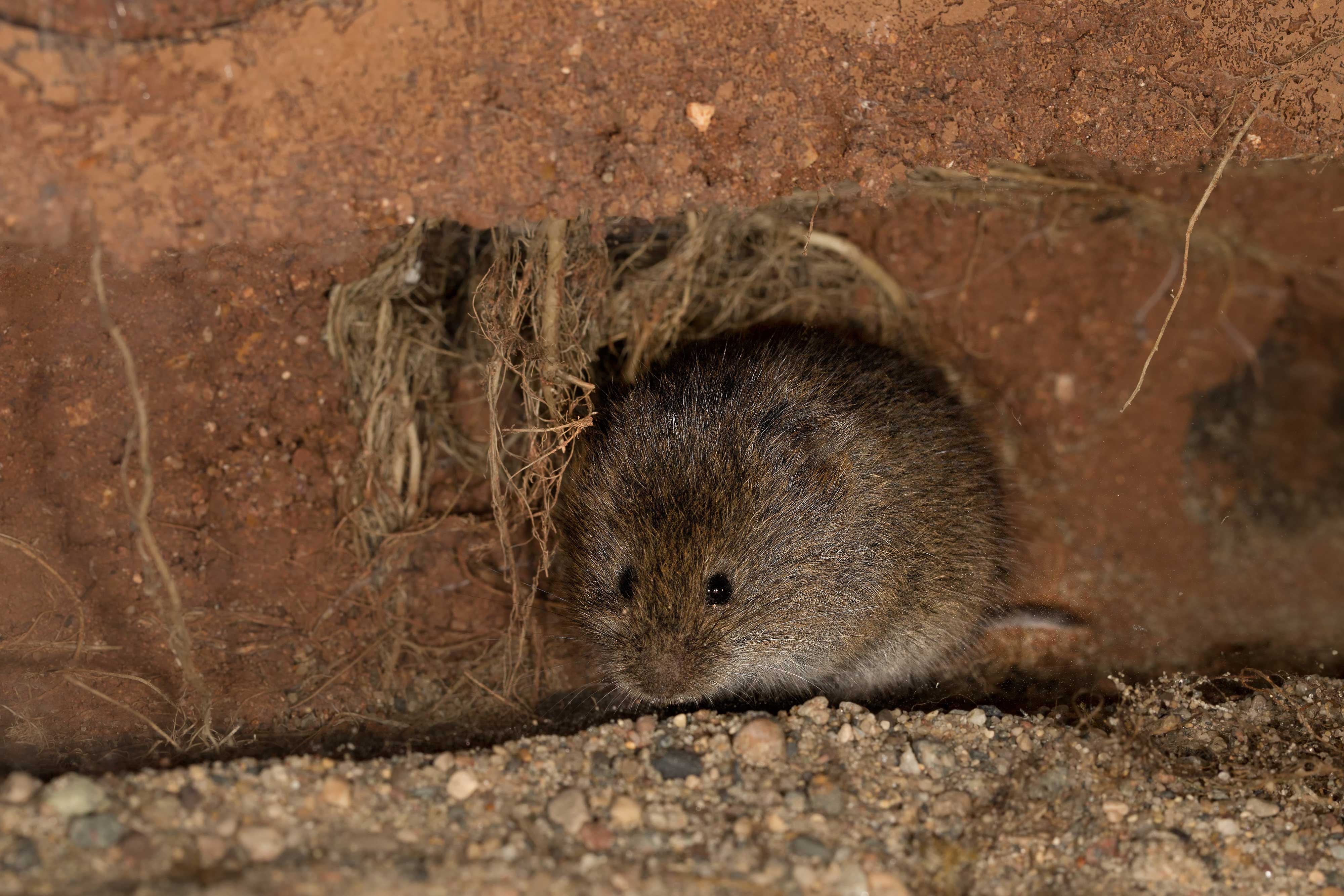 A vole underground.