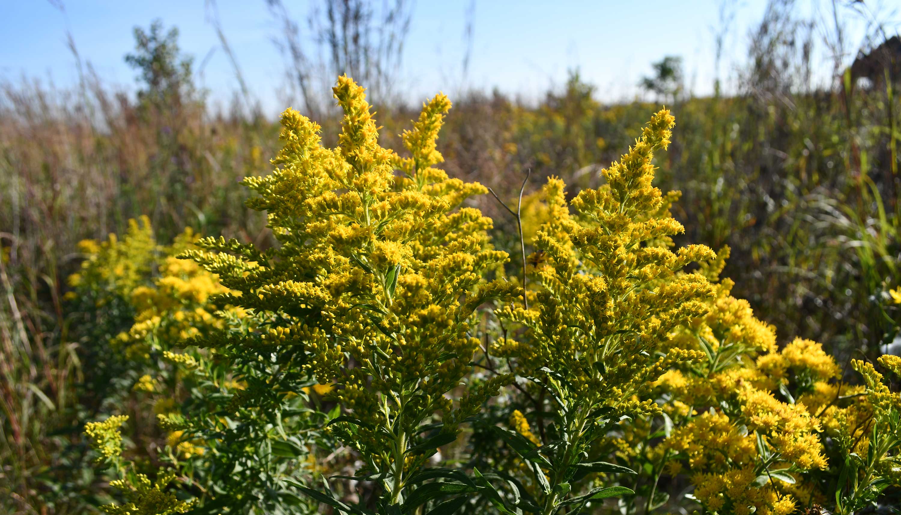 A close-up of goldenrod.