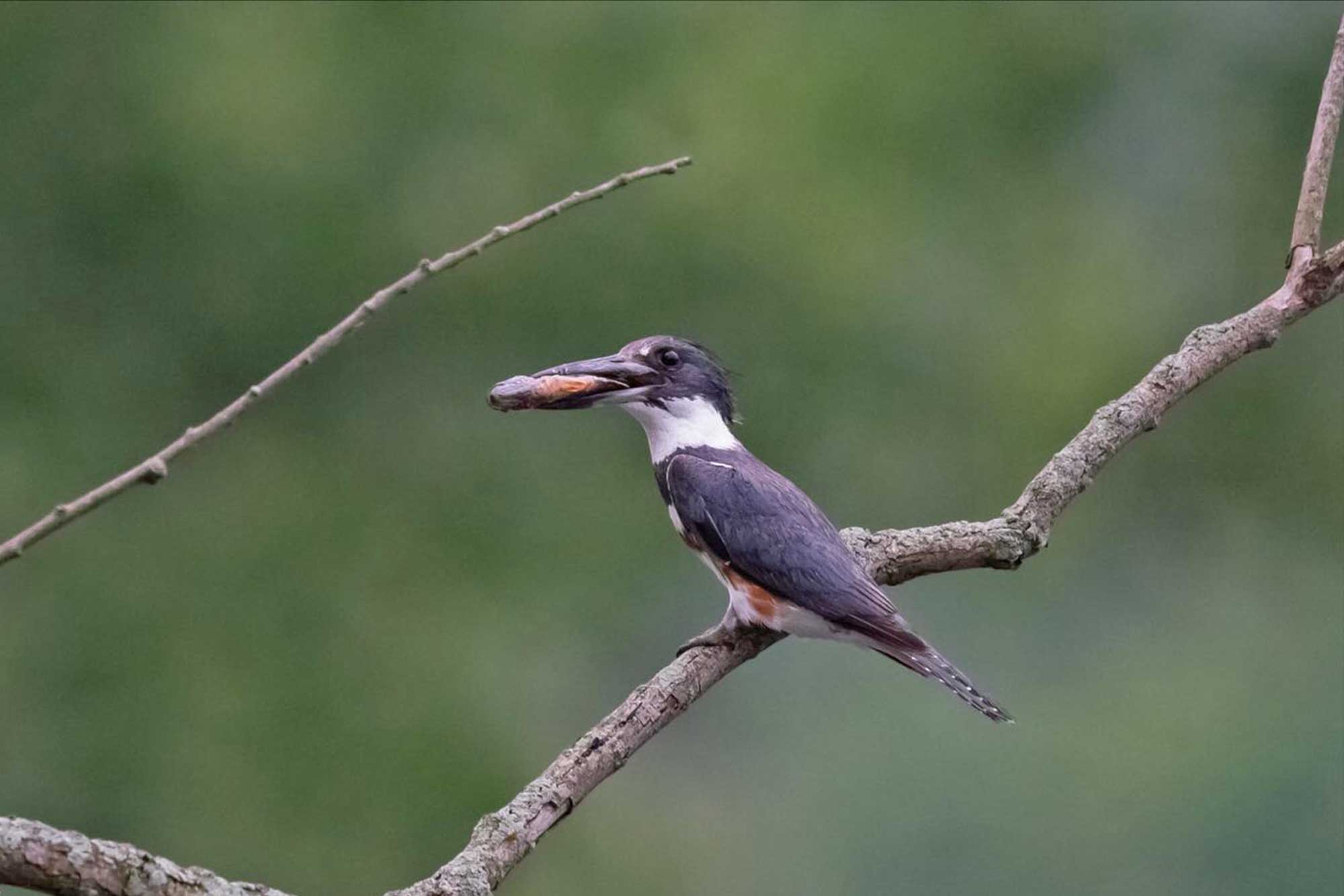 Belted kingfisher perched on a branch with a bug in its beak and vegetation in the background.