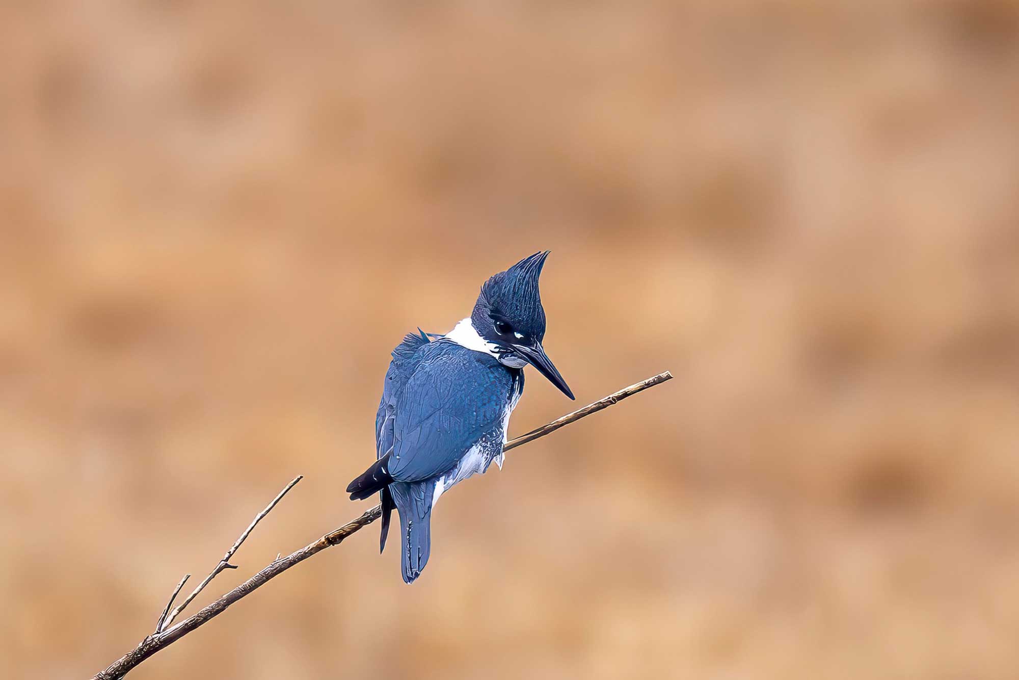 Belted kingfisher perched on a branch.