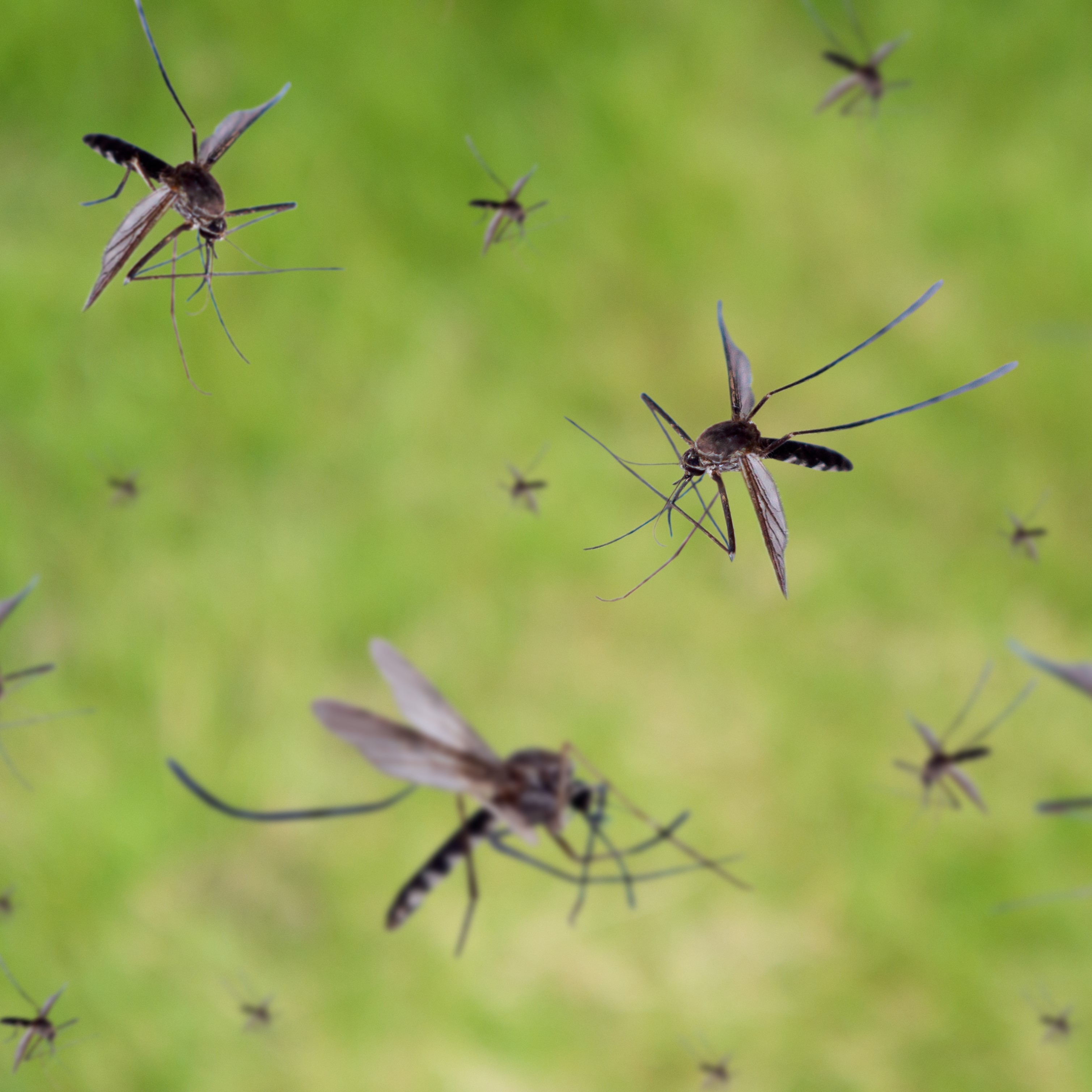 A group of mosquitoes in flight.