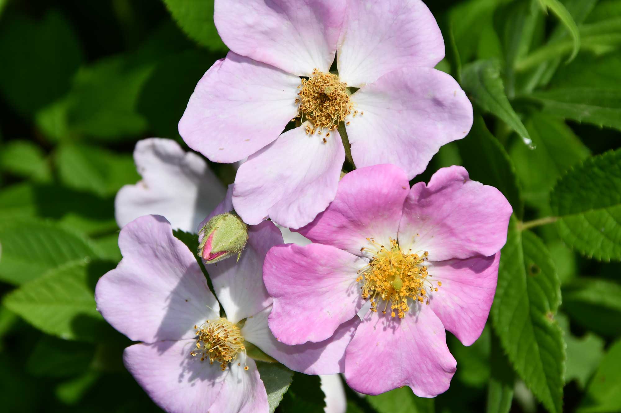 Multi floral rose blooms growing with pink and purple flower petals.