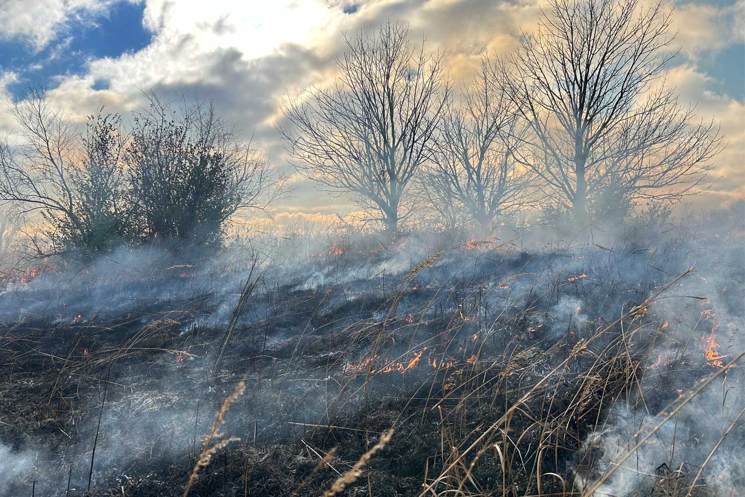 Land being burned during a prescribed burn.