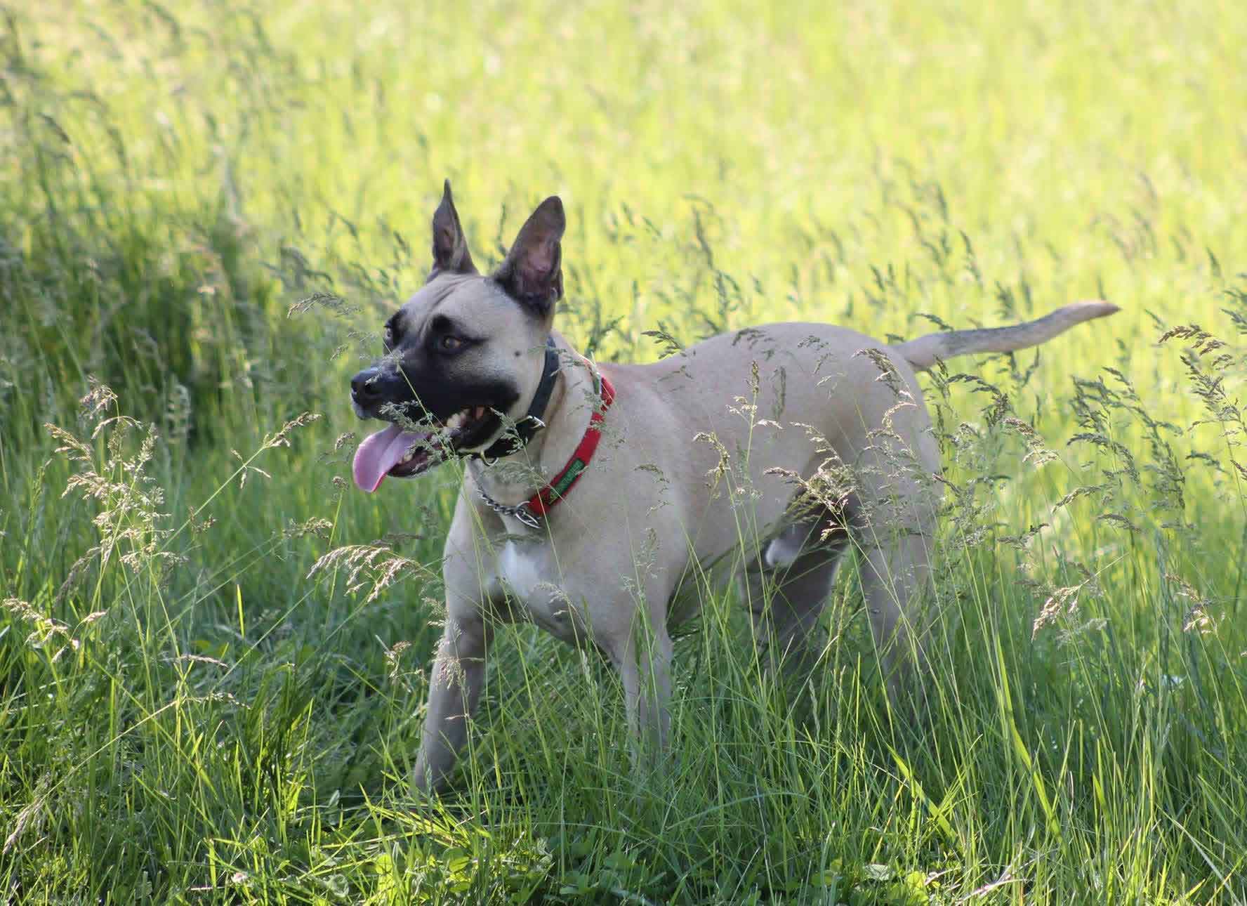 a dog standing in tall grass
