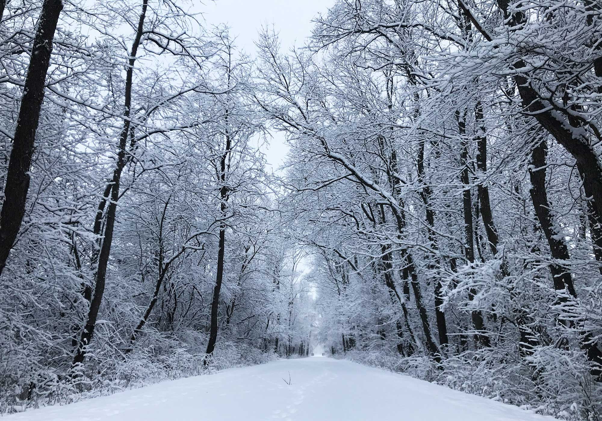 A winter scene with a path cutting through a snow-covered forest.