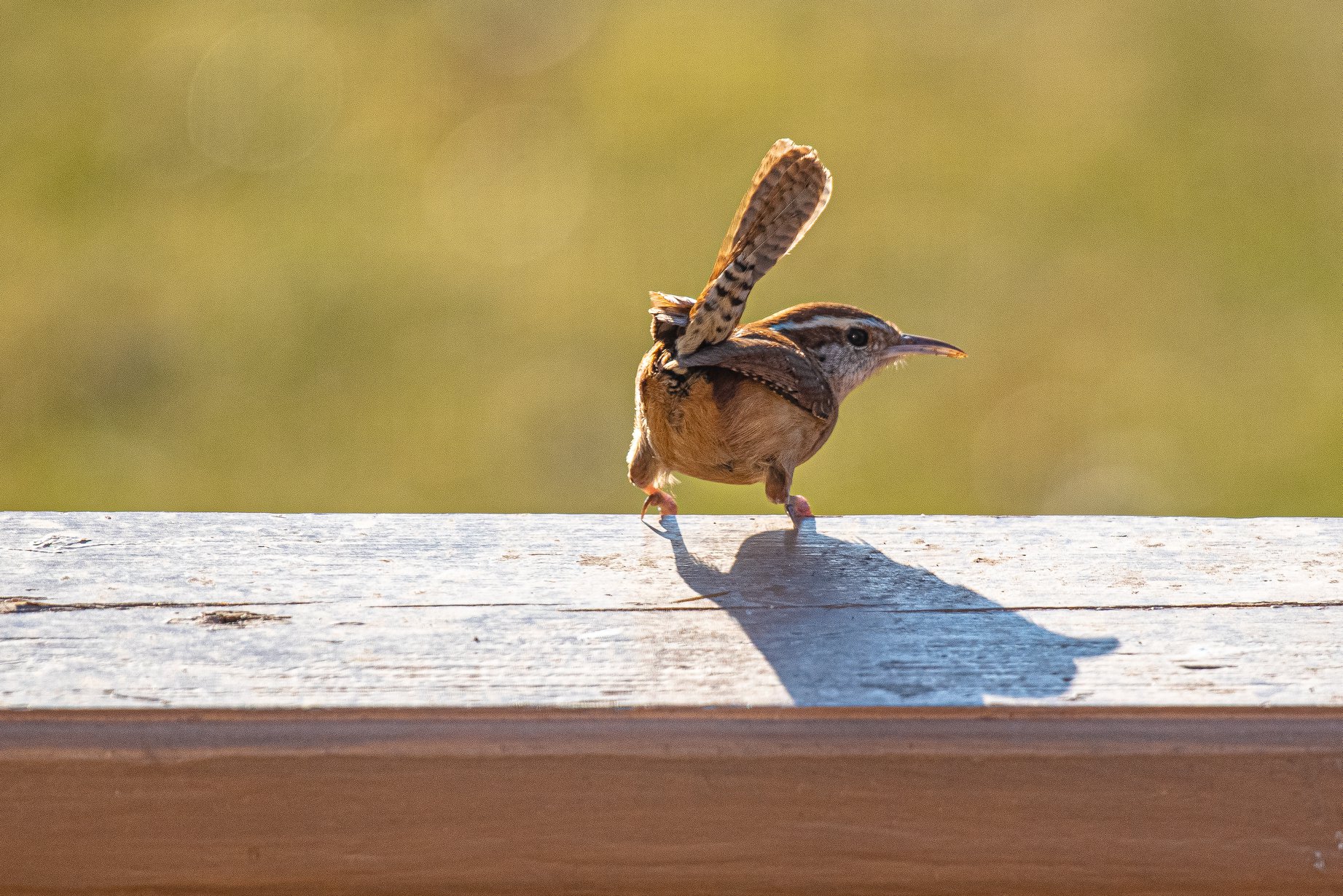 sedge-wren-sally-carey-march-2020.jpg