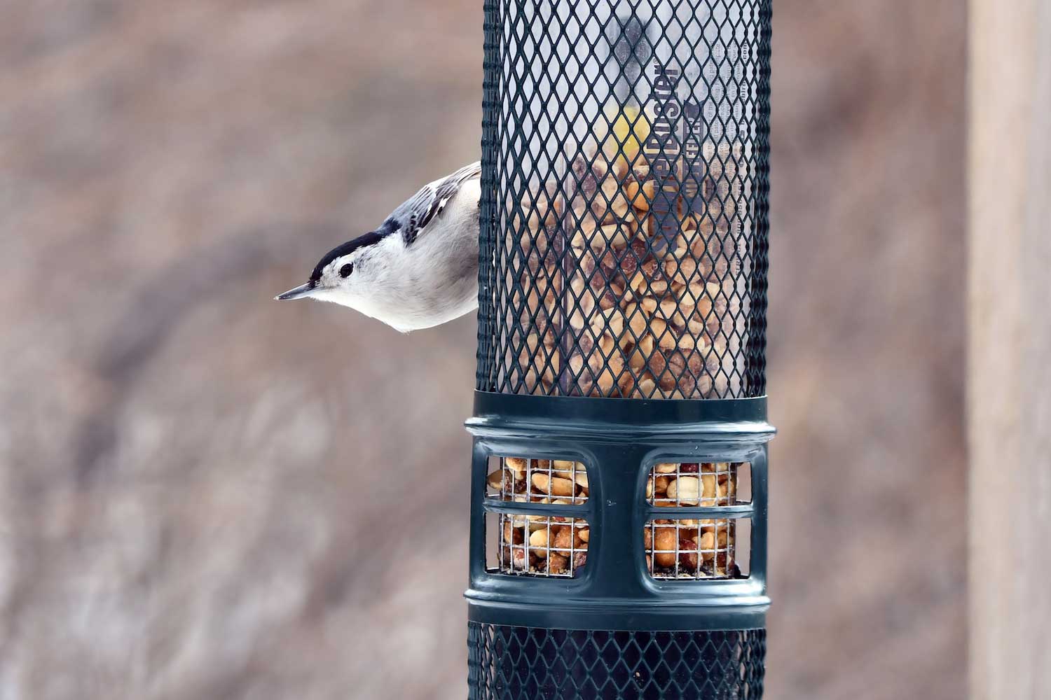 A white-breasted nuthatch perched sideways on a tube feeder partially filled with peanuts.