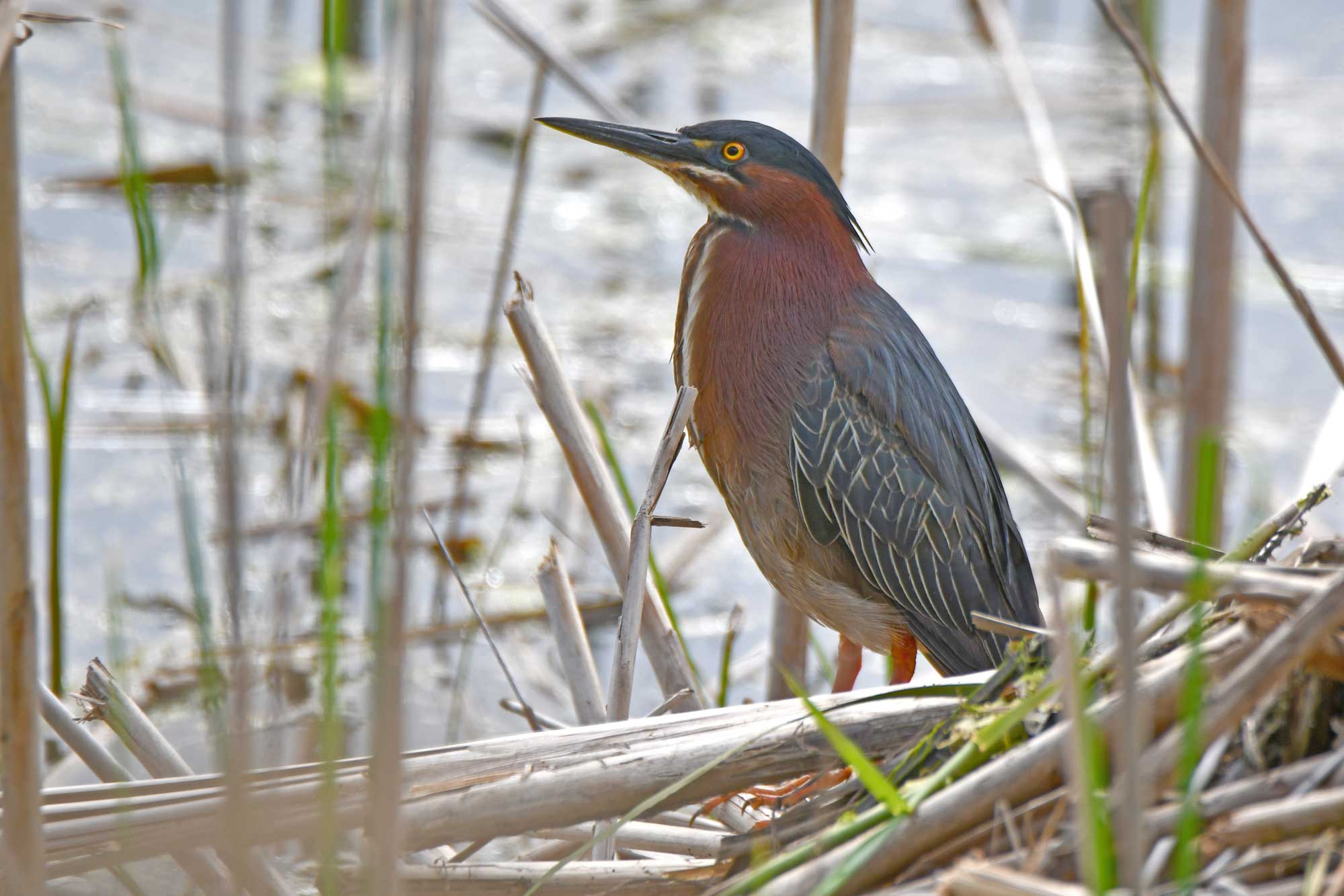 Green heron standing among vegetation with water in the background.