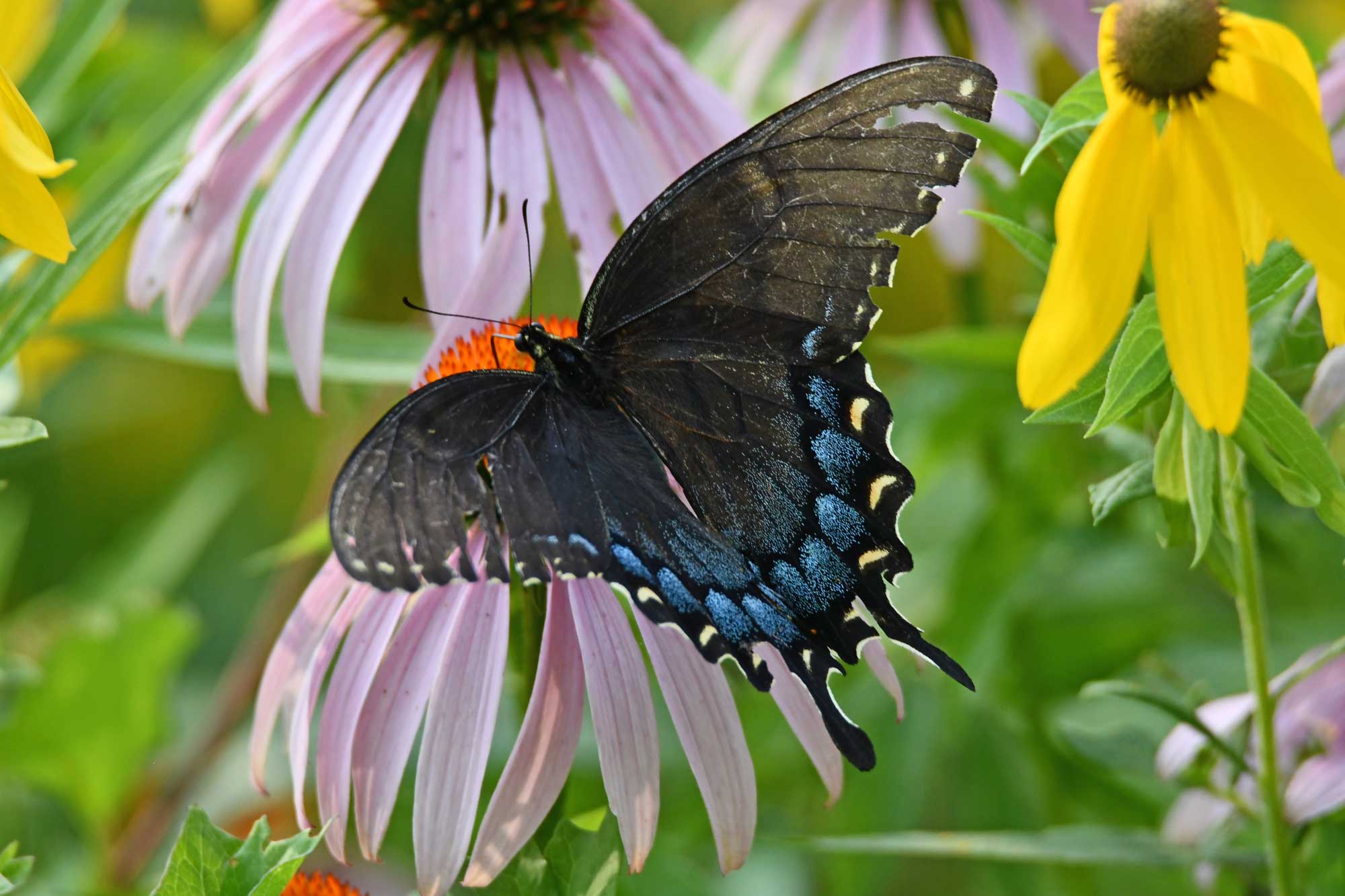 Eastern tiger swallowtail landed on a purple coneflower.