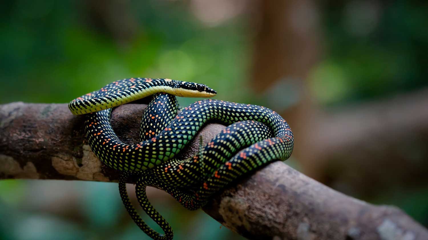 A black snake with yellow and red spotted markings coiled up while at rest atop a tree branch. 
