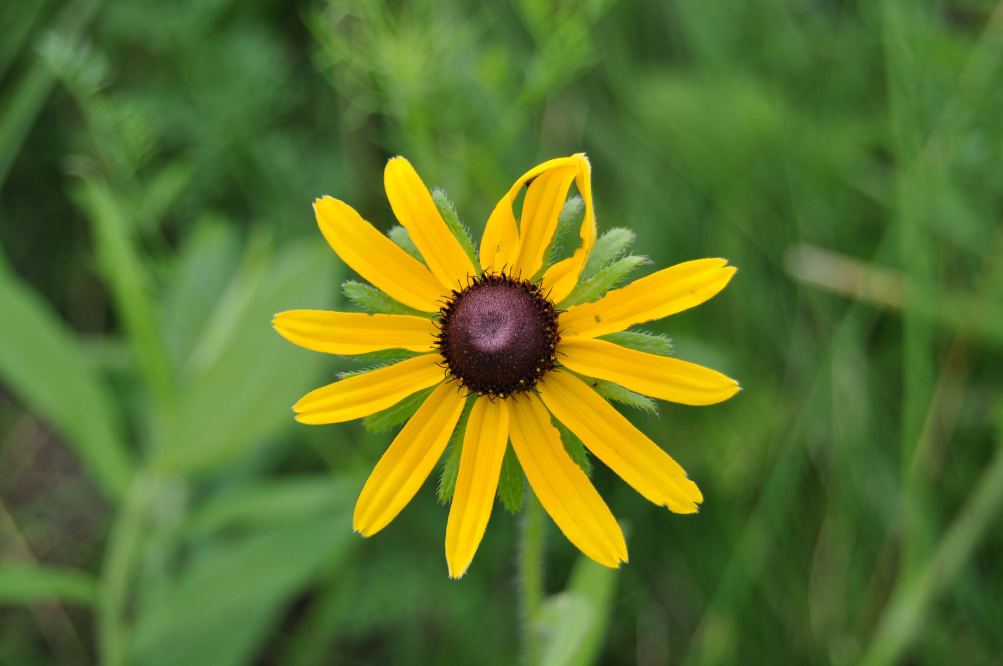 Close-up of a black-eyed Susan.