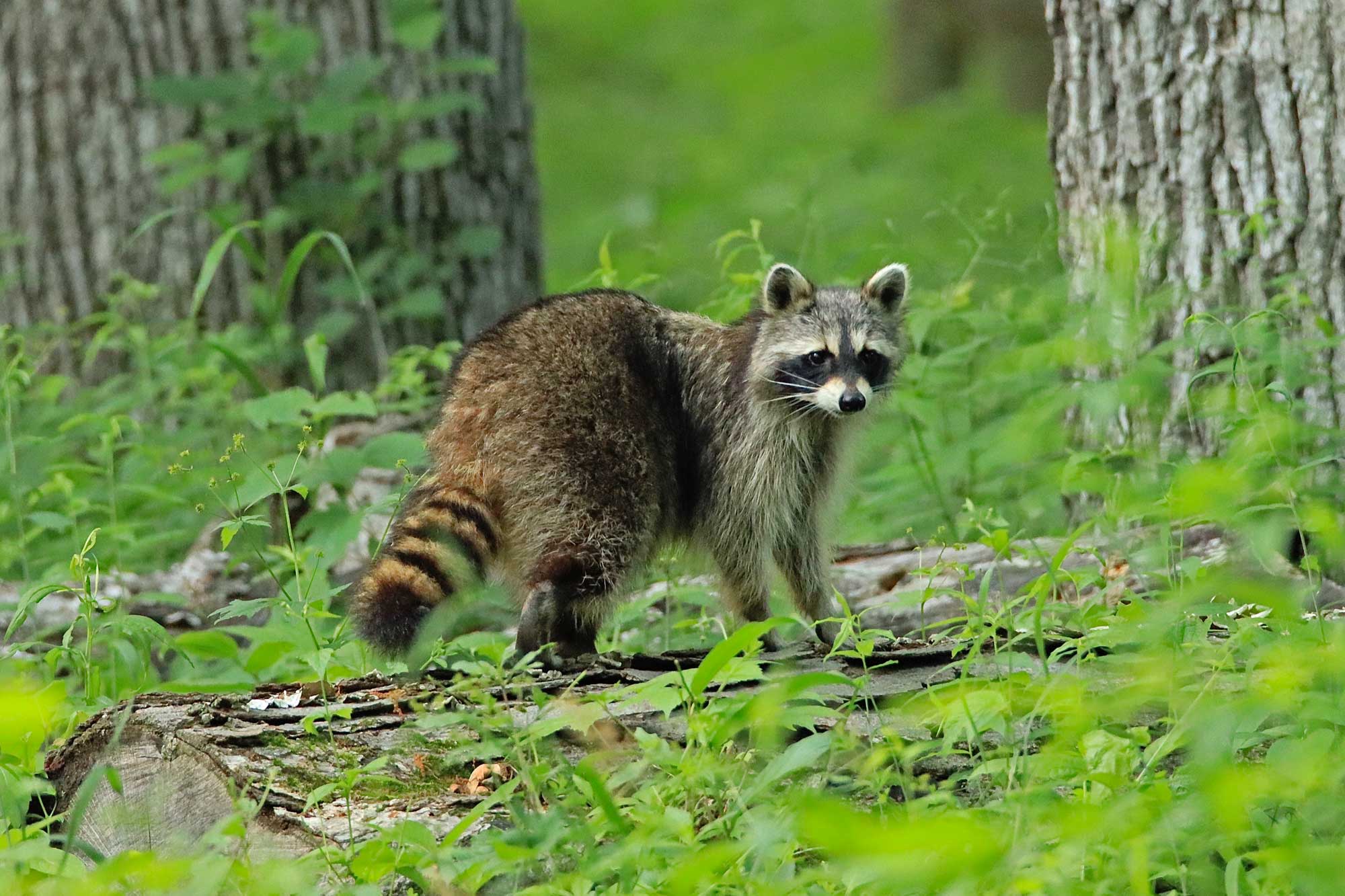 Raccoon standing on a downed tree with other trees and vegetation in the background.
