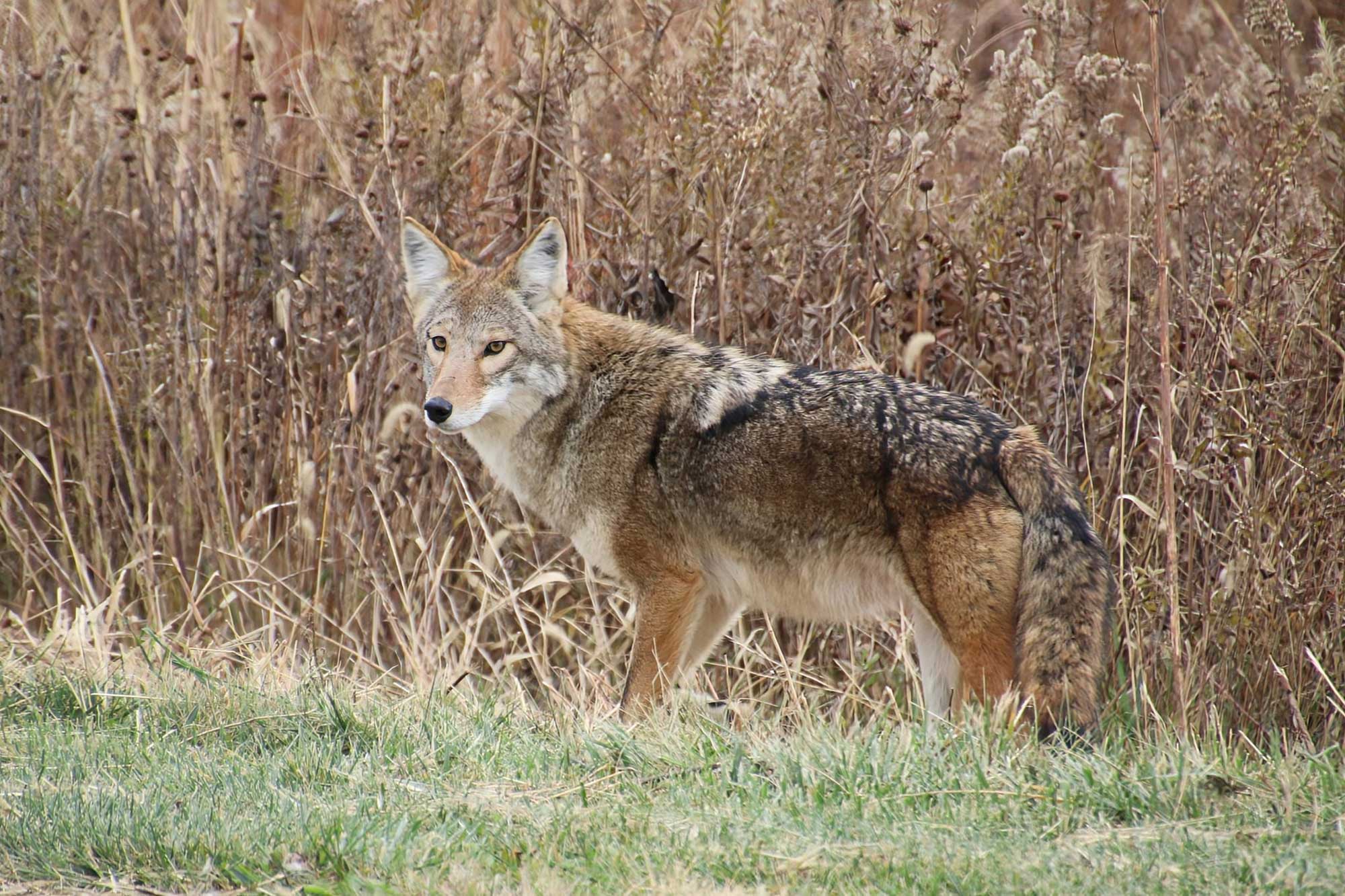 A coyote standing in long grass.