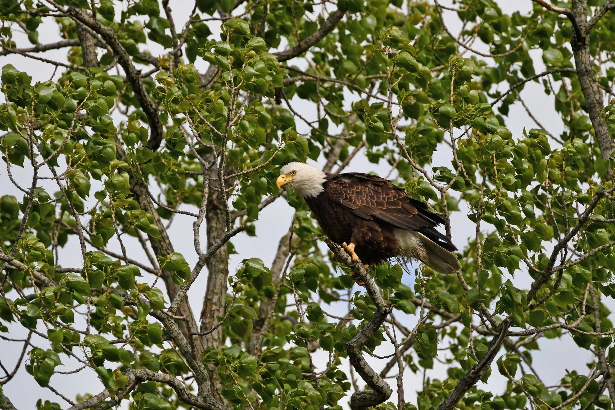 Bald eagle perched on a branch with leaves in the background.