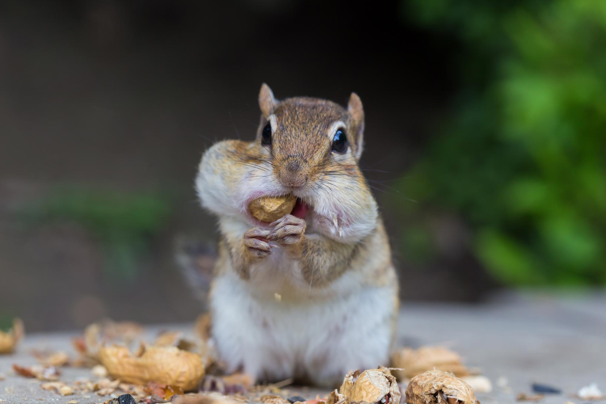 A chipmunk with nuts in its cheeks.