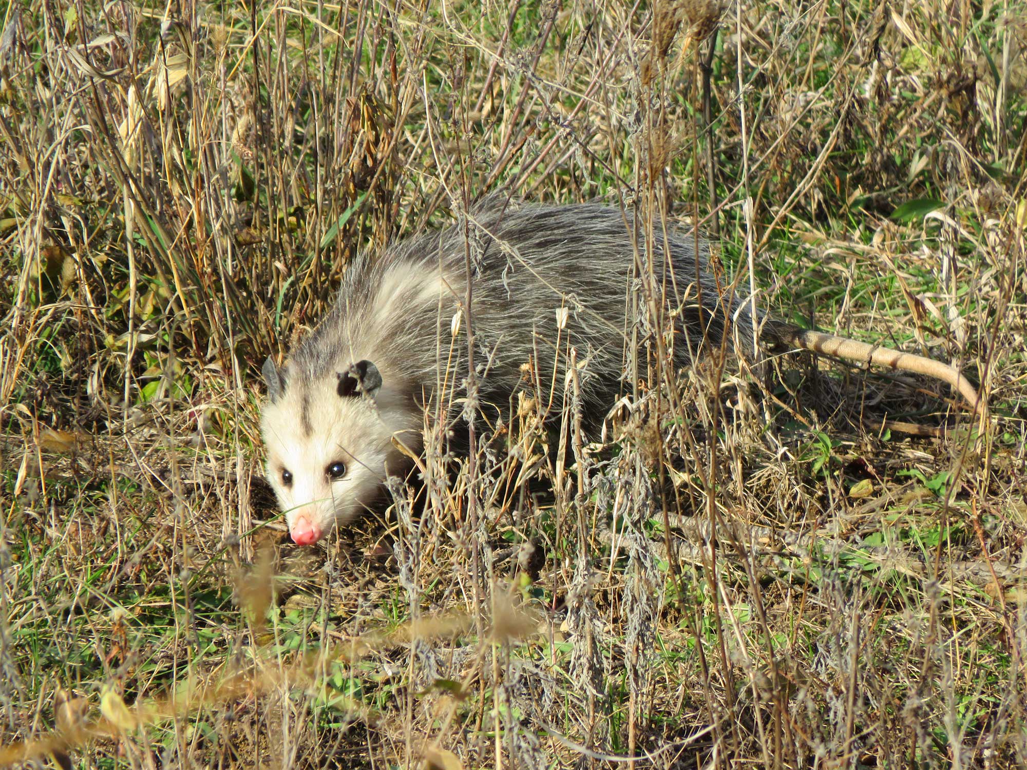 Opossum standing in grass.