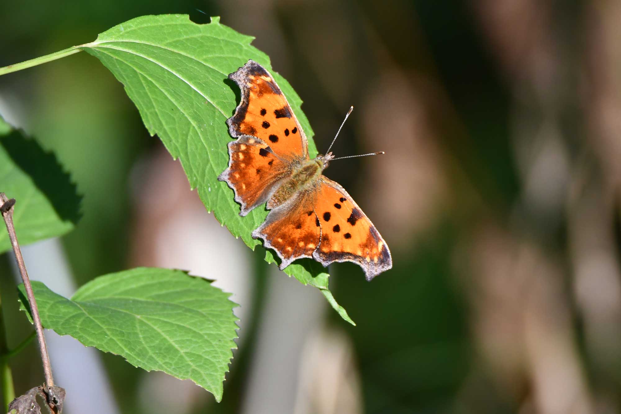 Eastern comma butterfly landed on a piece of vegetation.