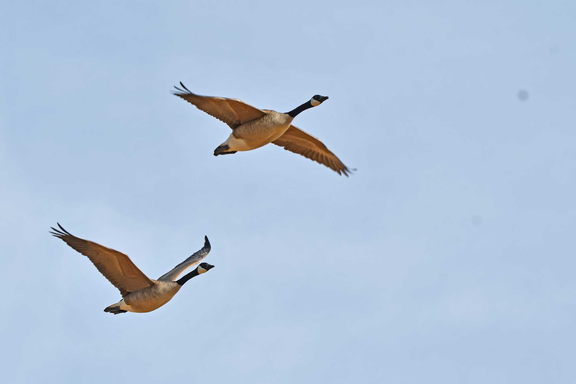 Two Canada geese flying with wings extended and the sky in the background.
