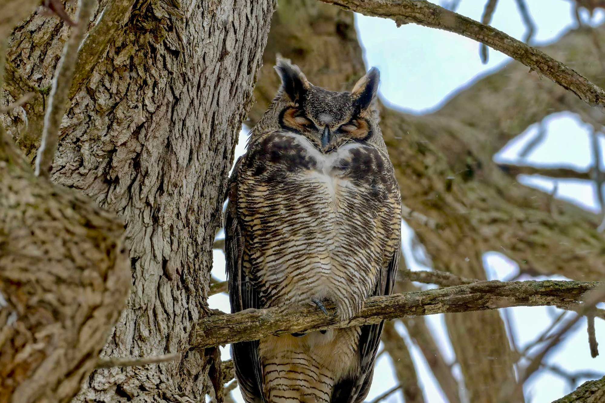 Great horned owl perched on a branch with other branches in the background.