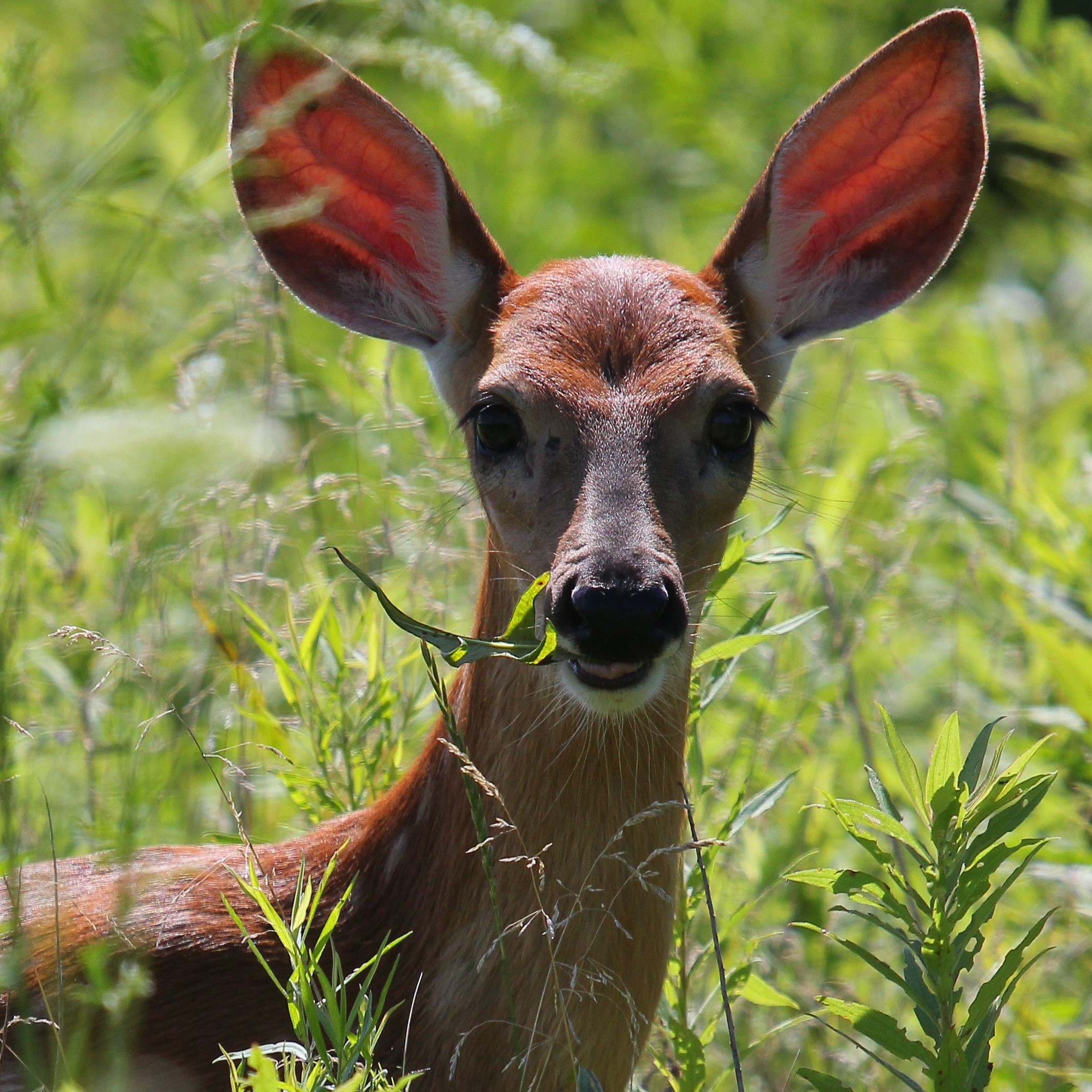 Close-up of a deer chewing on grass.