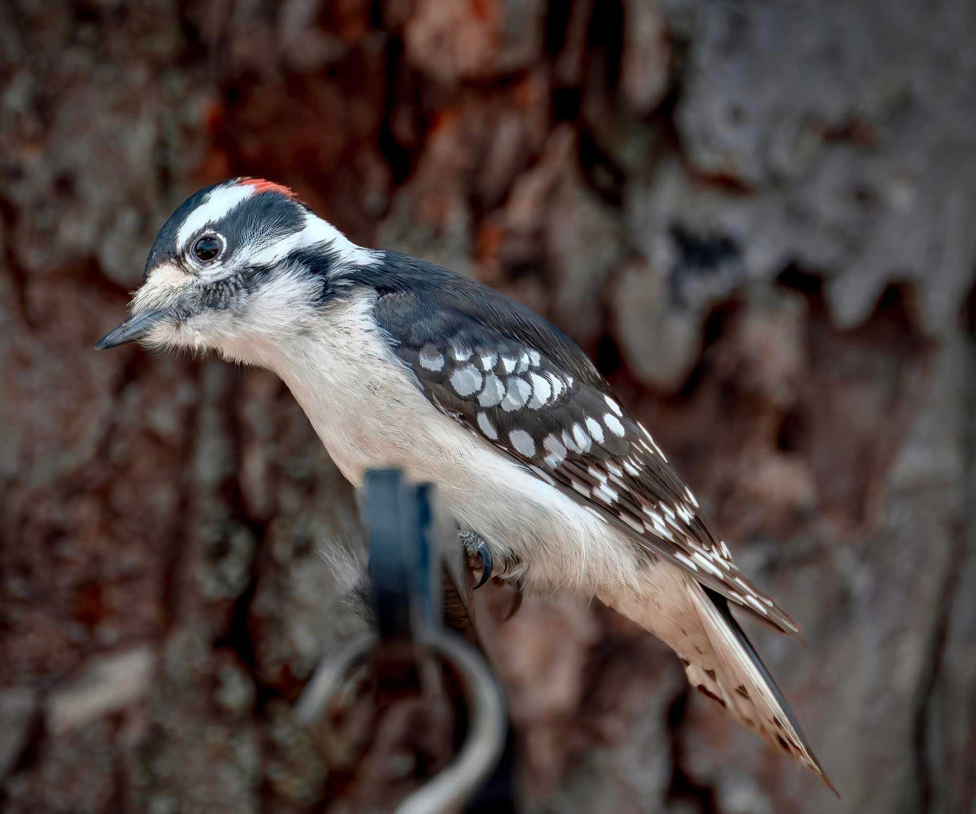 Downy woodpecker perched on a bird feeder with a tree in the background.