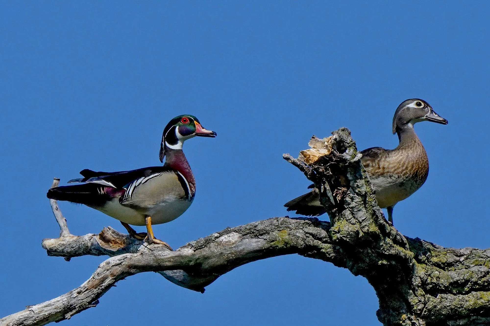 Male and female wood duck standing on a branch with the sky in the background.