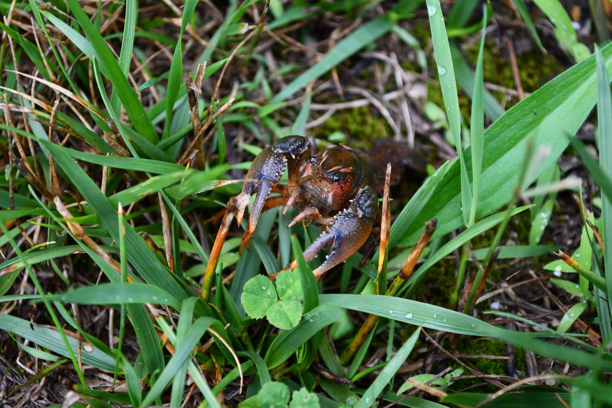 Crayfish in grass.
