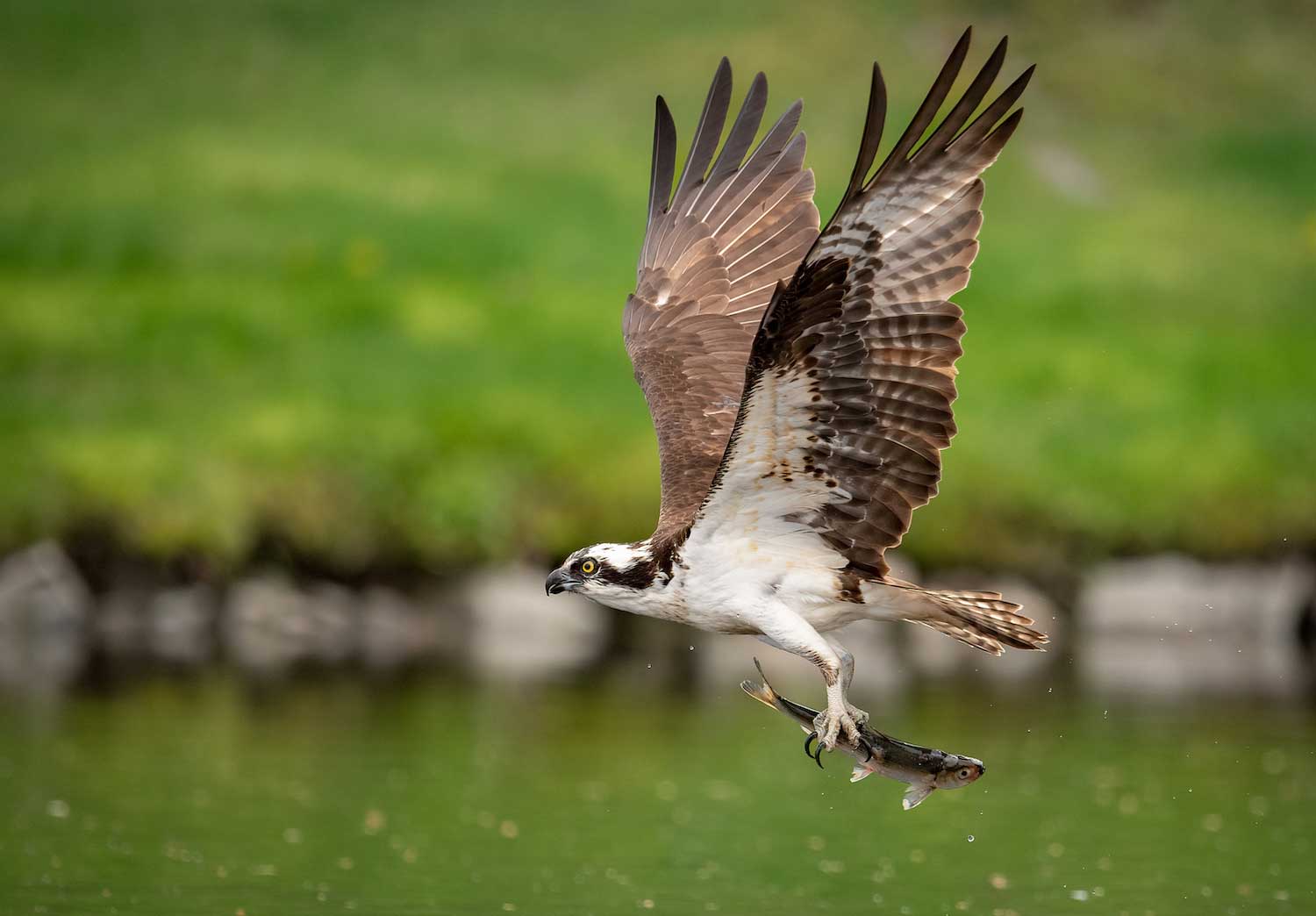 An osprey flying over water with a fish in its talons.
