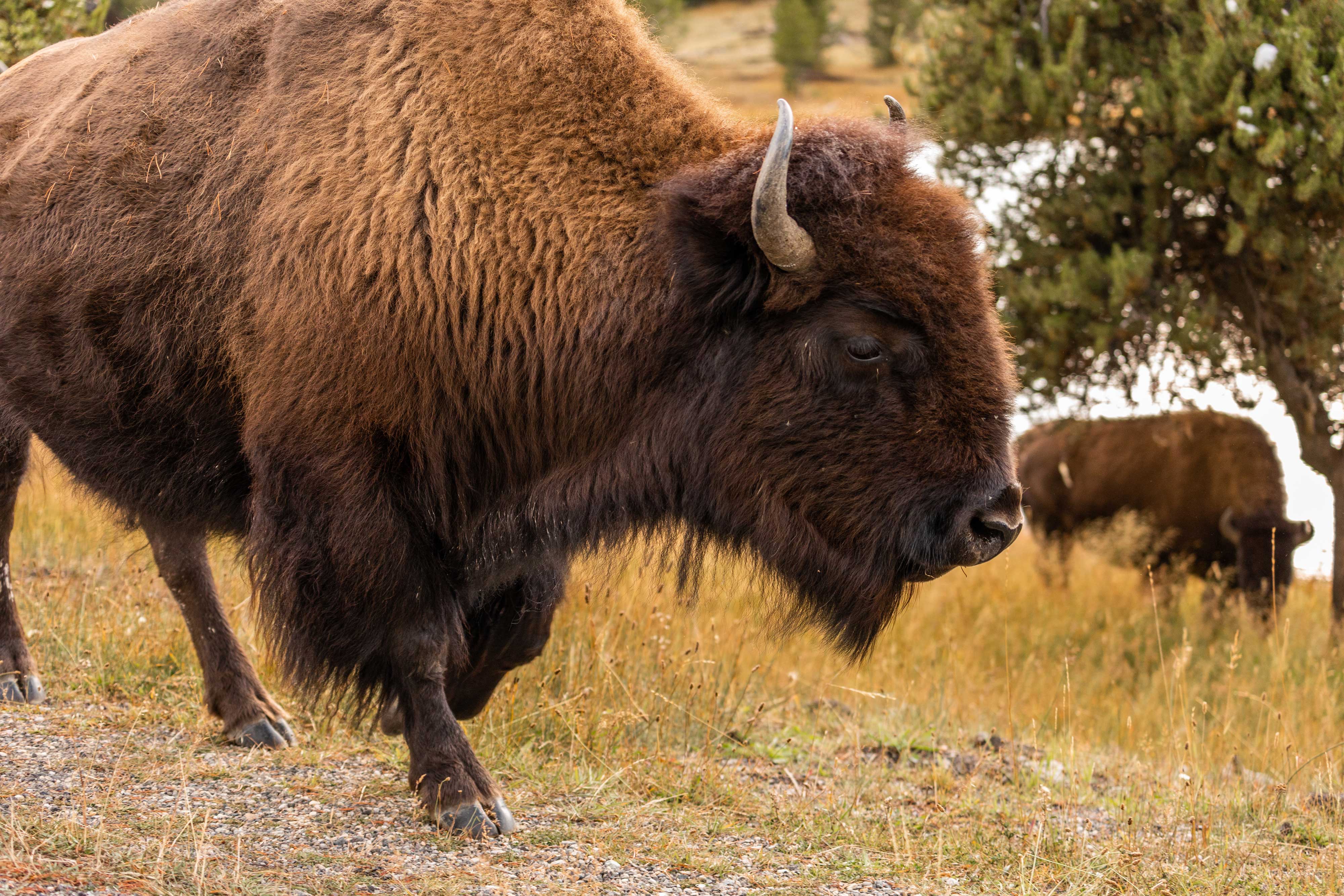 Close-up of bison walking through a field.