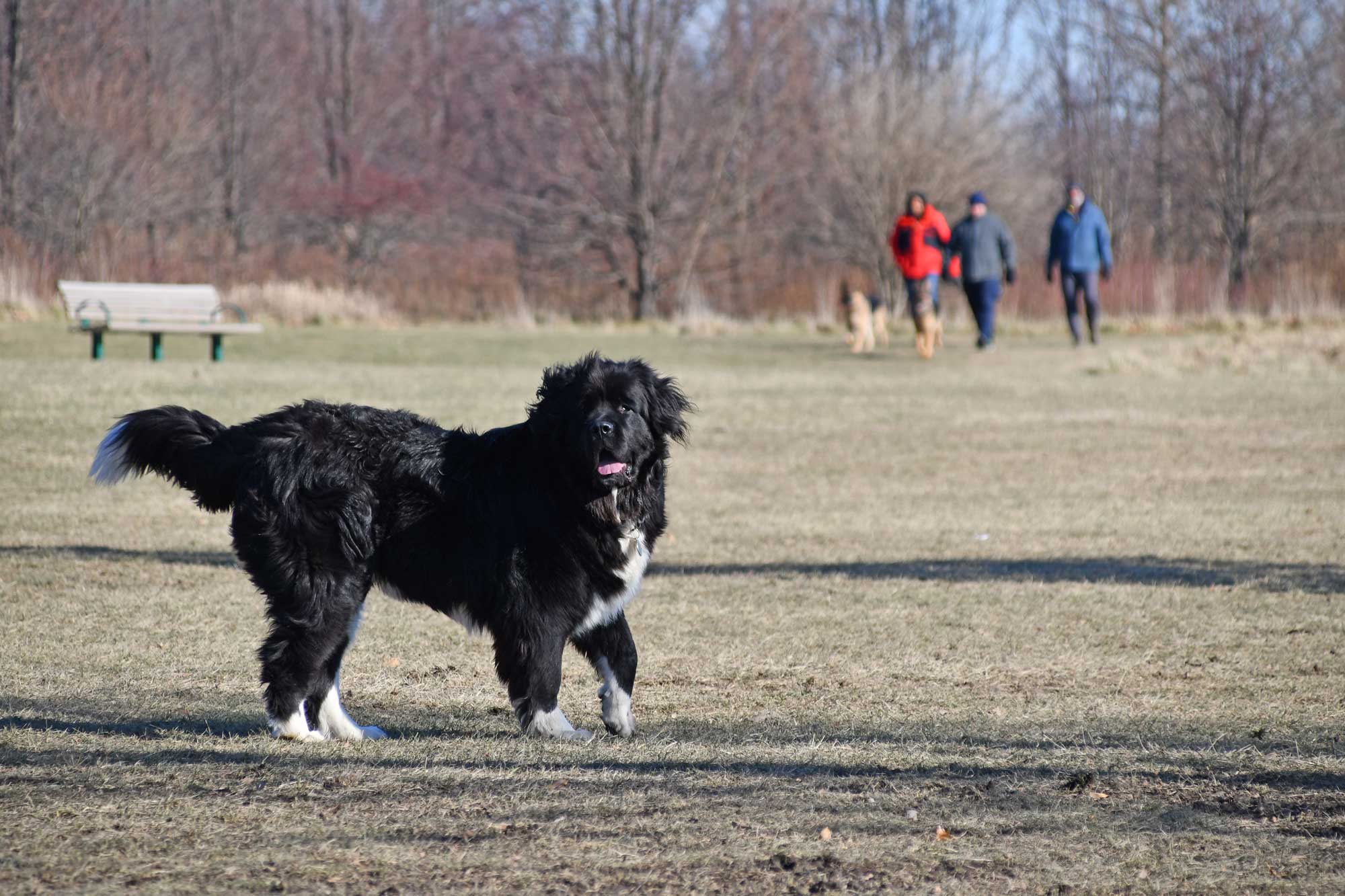 Dog standing in a dog park with people in the background.