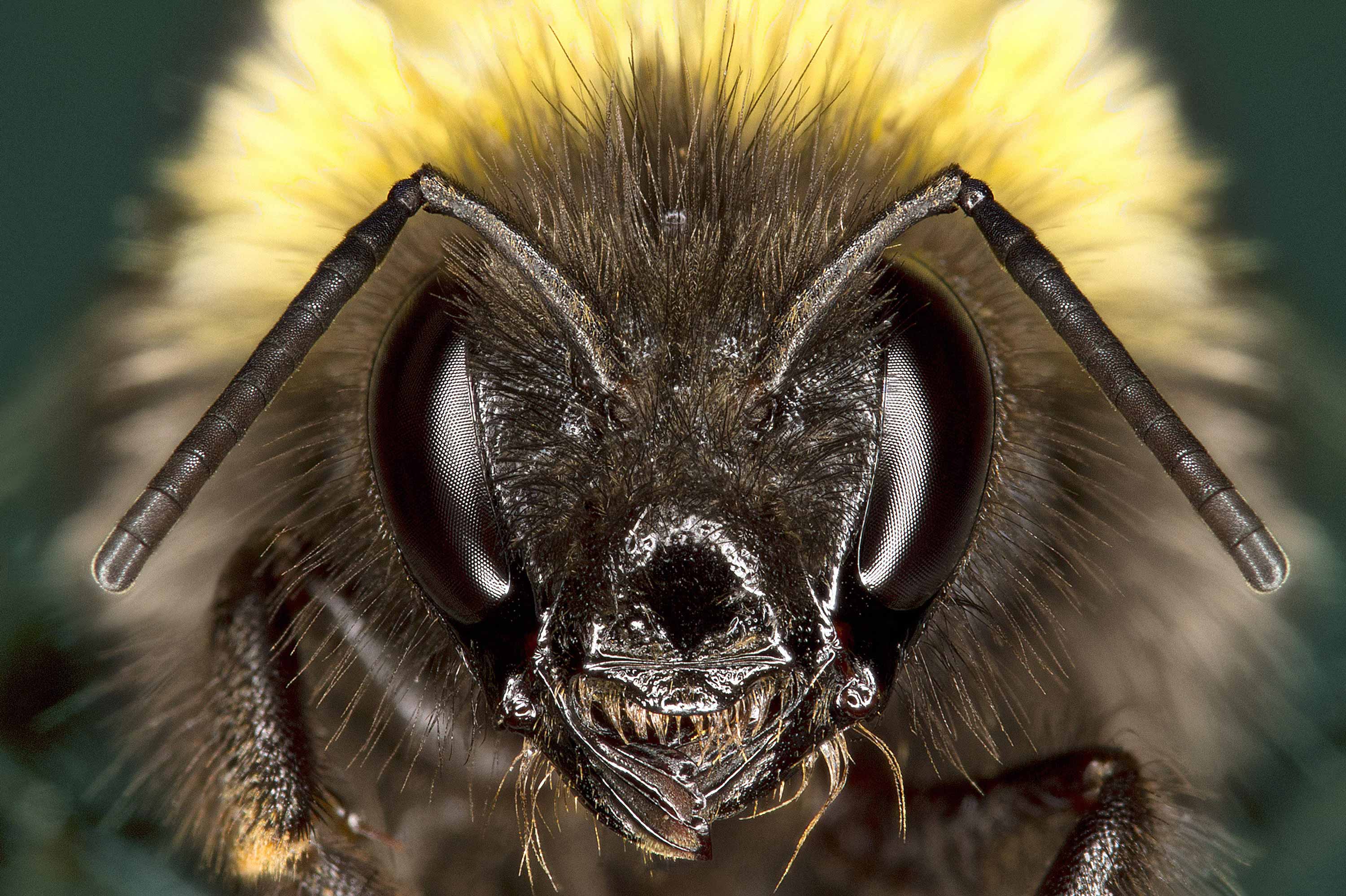 Close-up of a bumble bee's face.
