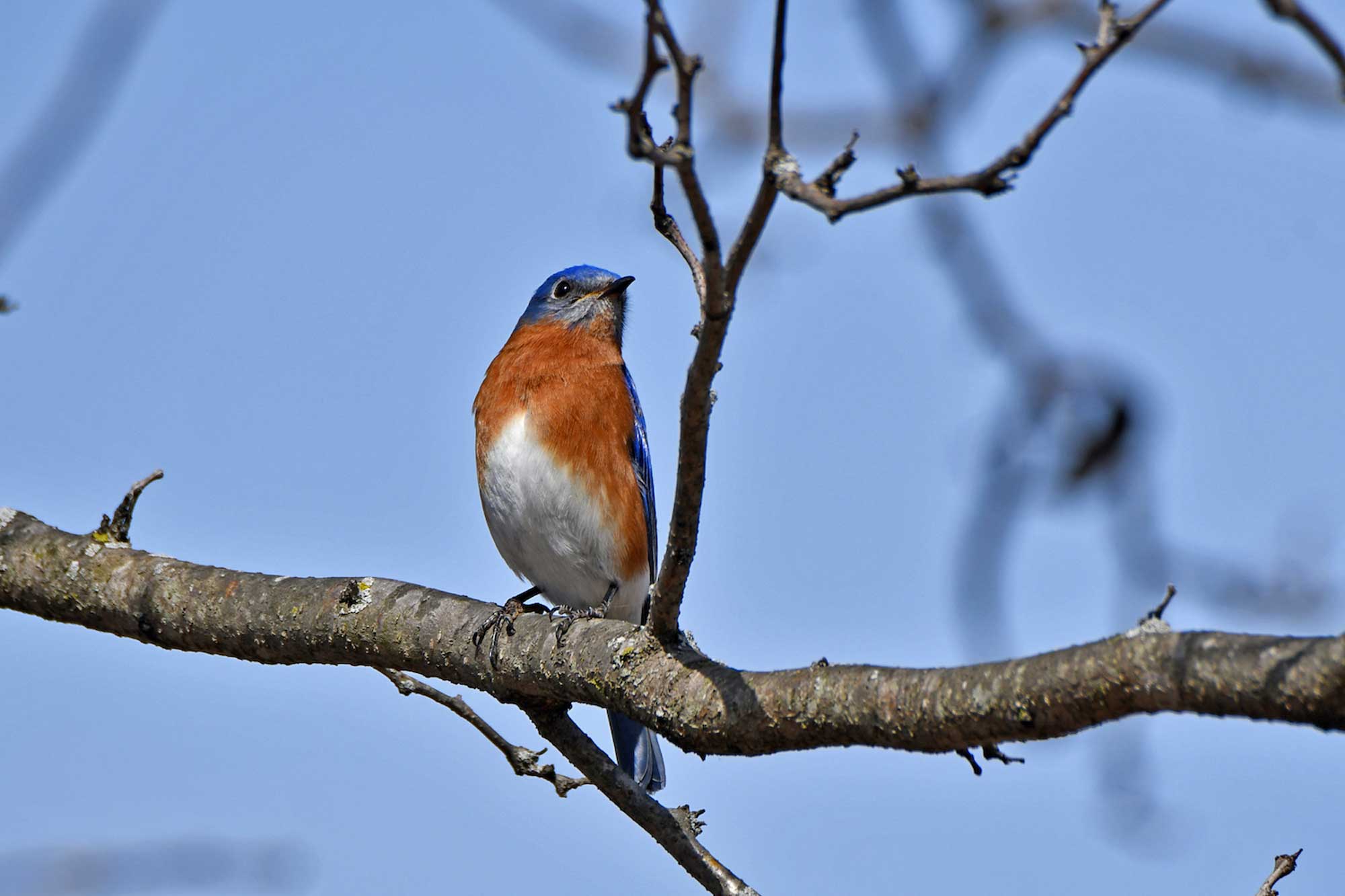 Eastern bluebird perched on a branch with other branches in the background.