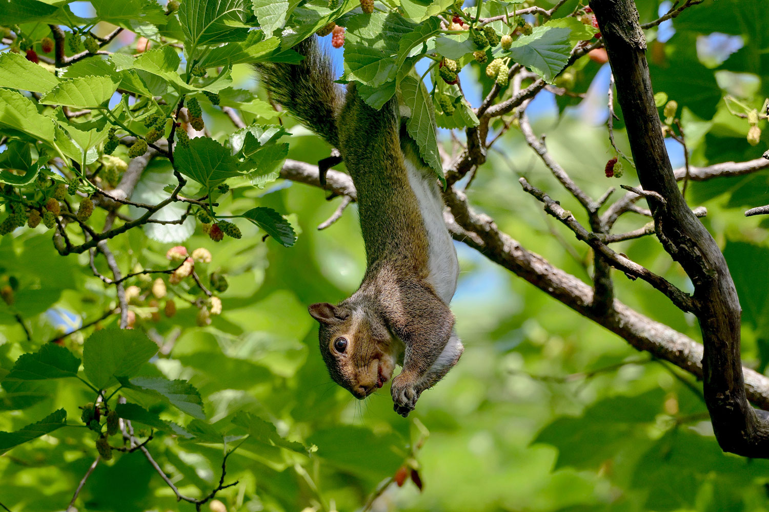 A squirrel hangs from a tree, surrounded by a green tree canopy.