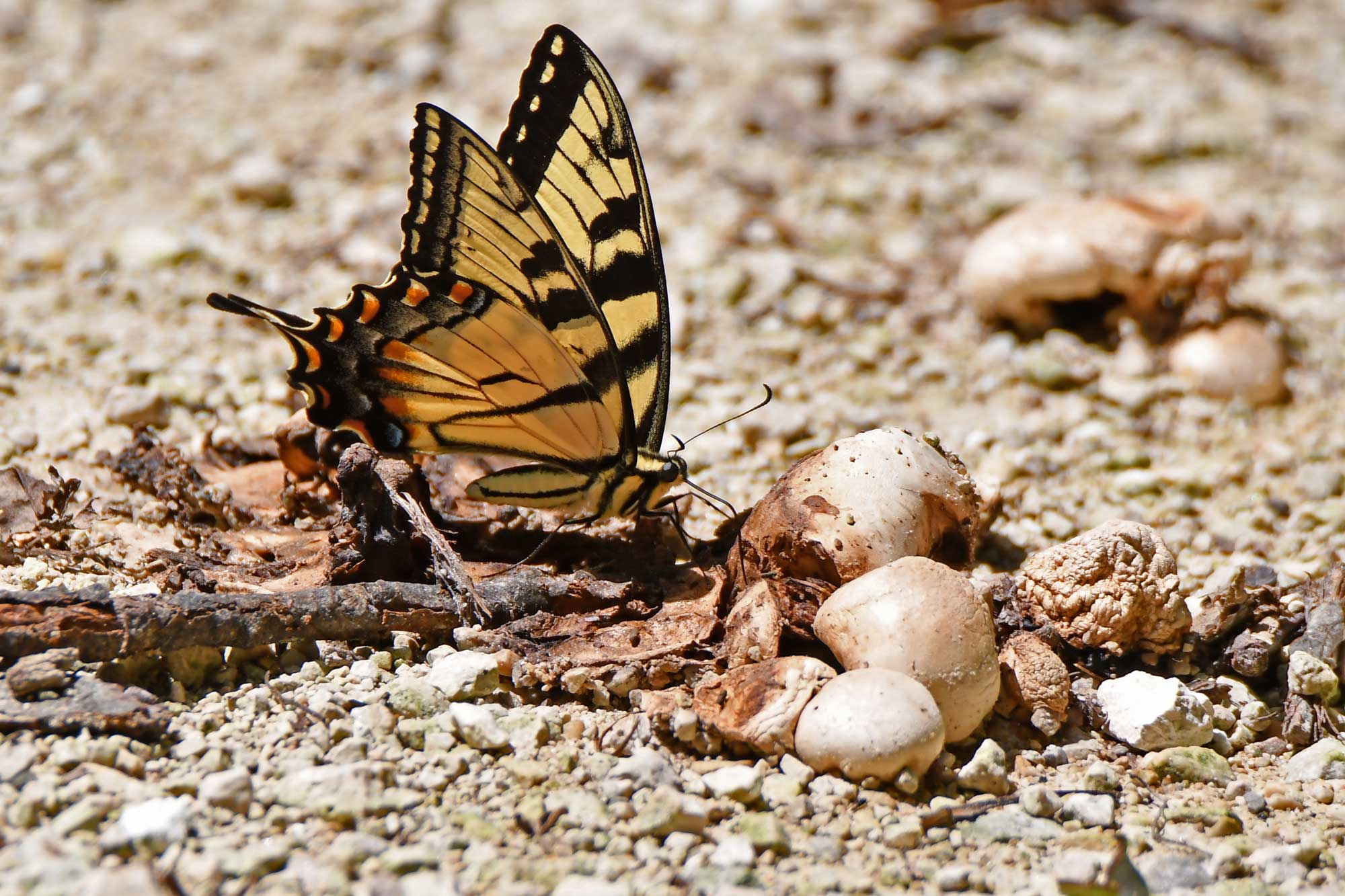 Tiger swallowtail butterfly landed on a gravel trail.