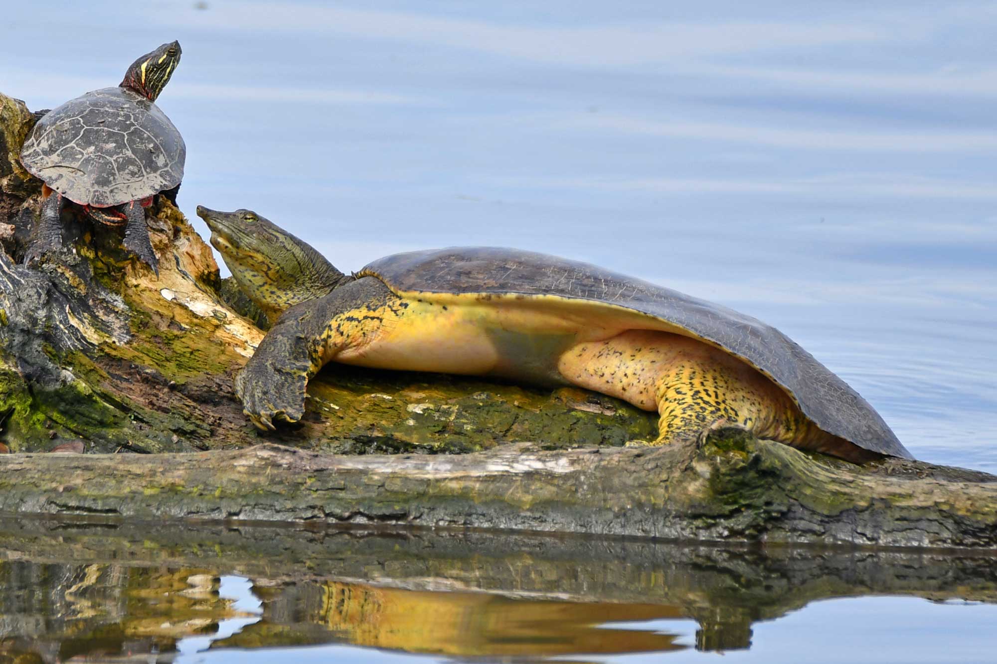Softshell turtle resting on a fallen tree in the water with another turtle nearby.