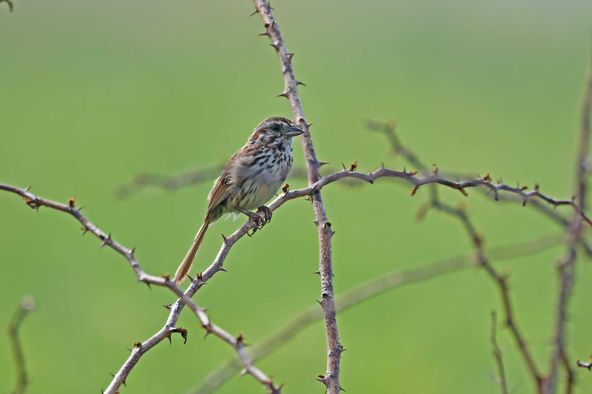 Female red-winged blackbird perched on a twig.
