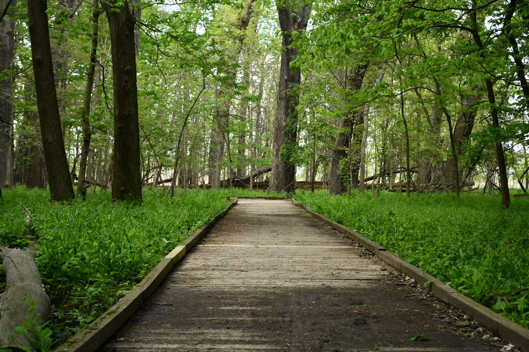 Walking bridge lined by grasses and trees.