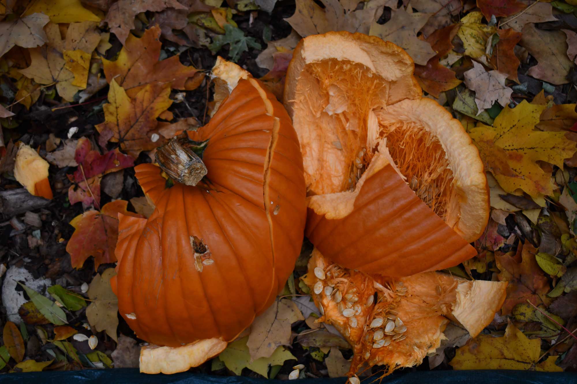 A pile of pumpkins outside that are soft as they decompose.