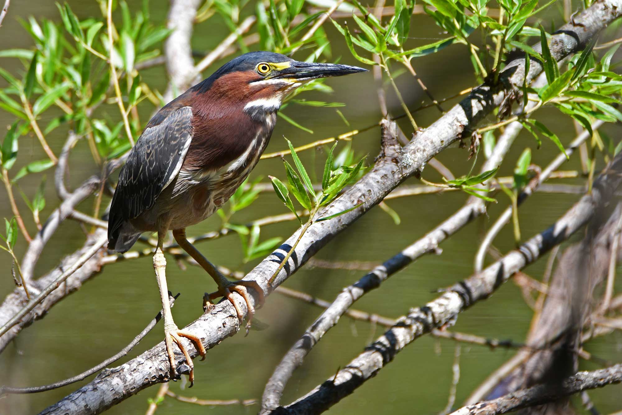 Green heron perched on a branch with vegetation and water in the background.