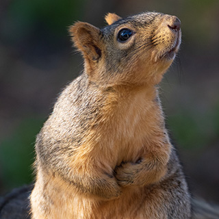 Close-up of a squirrel.