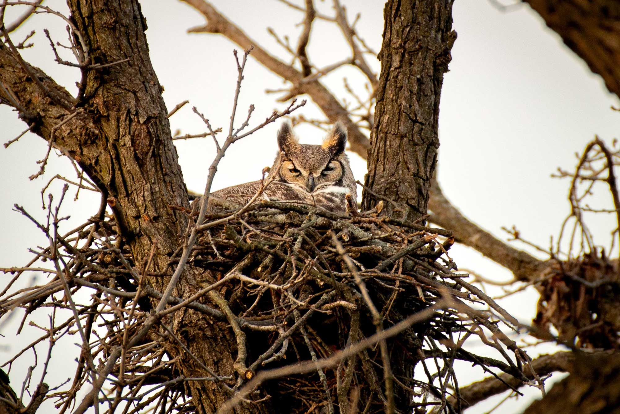 Great horned sitting in its nest.