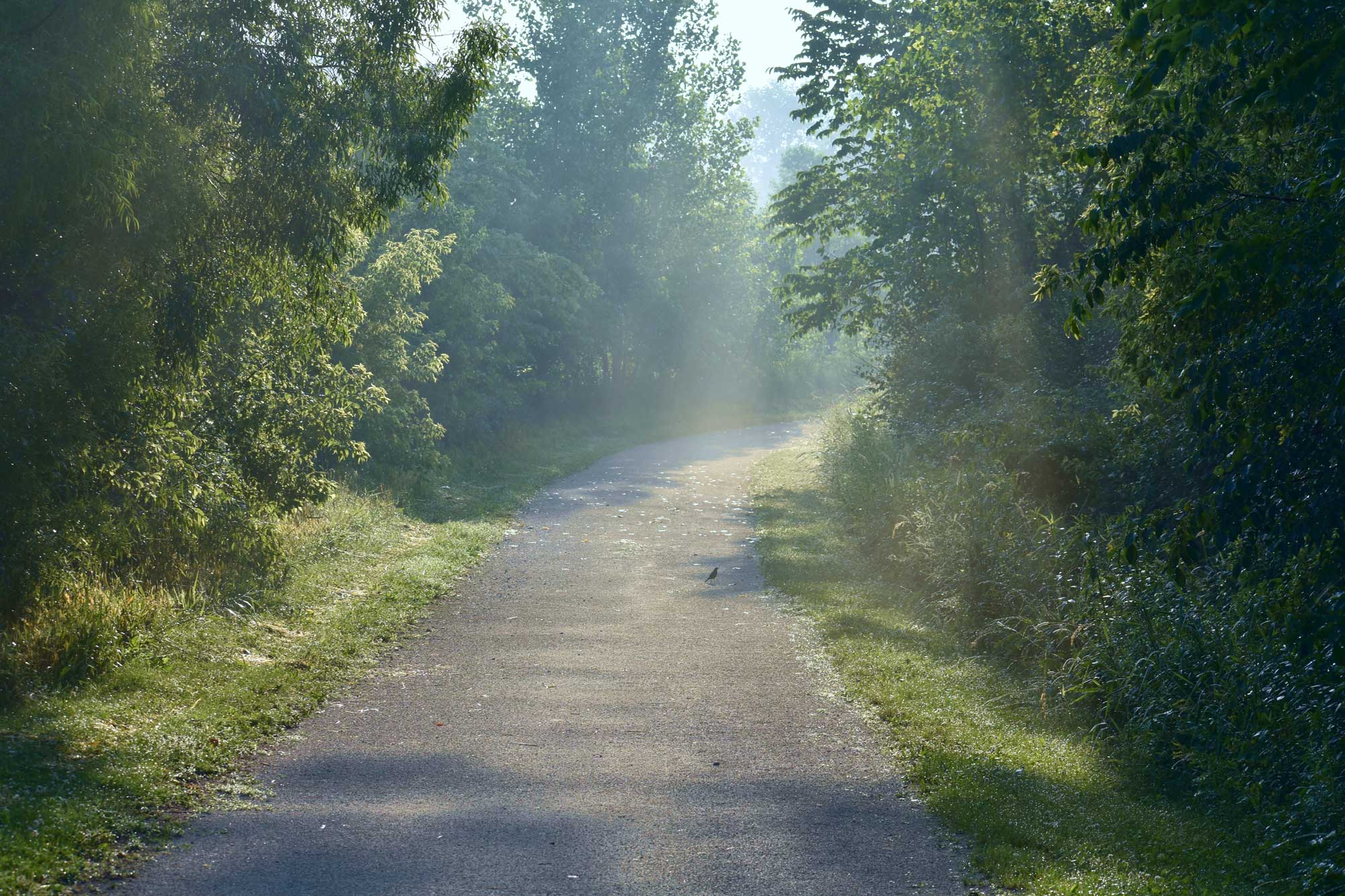 Trail lined with grasses and trees.
