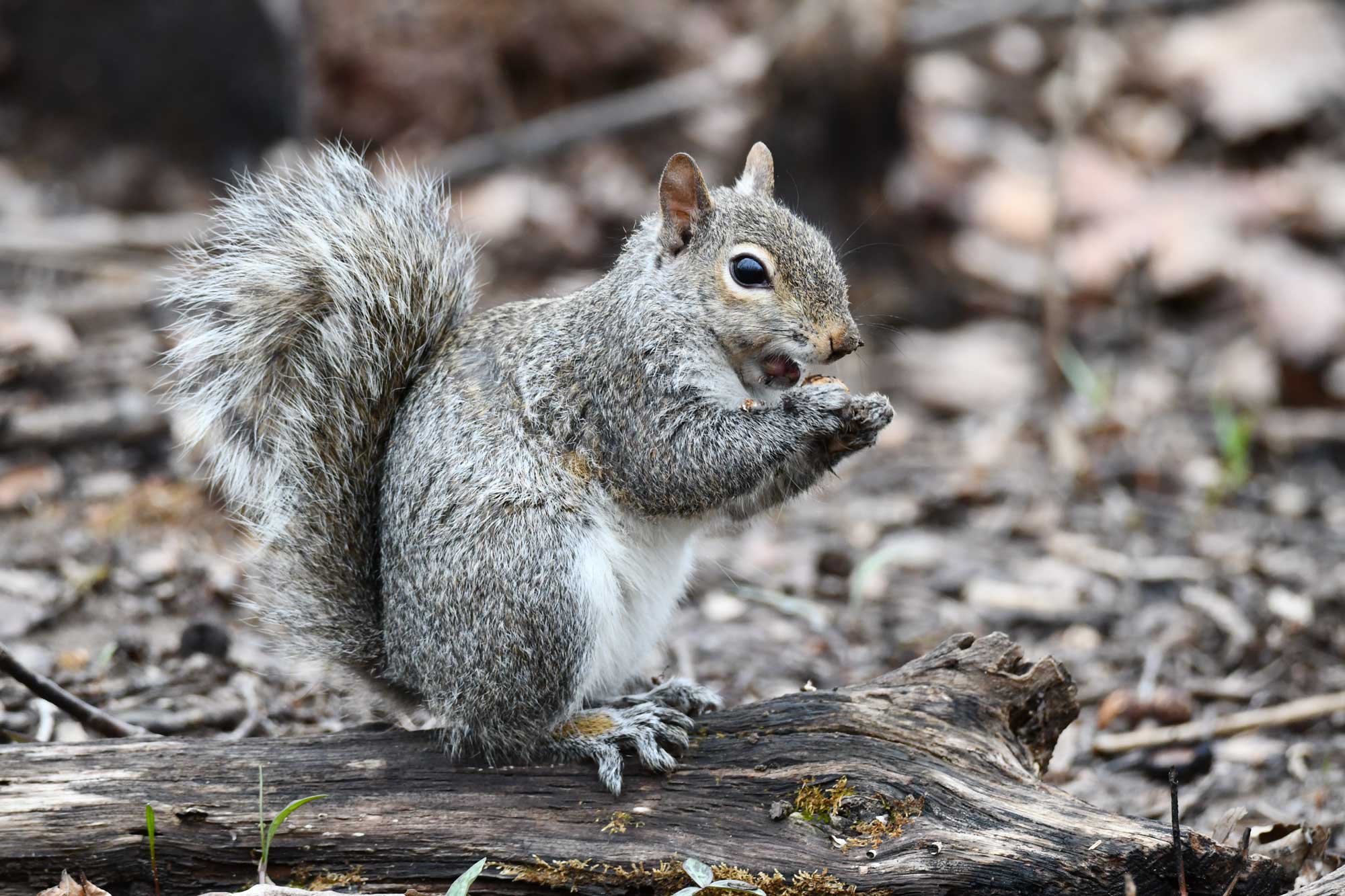 Eastern gray squirrel standing on a log while eating food.