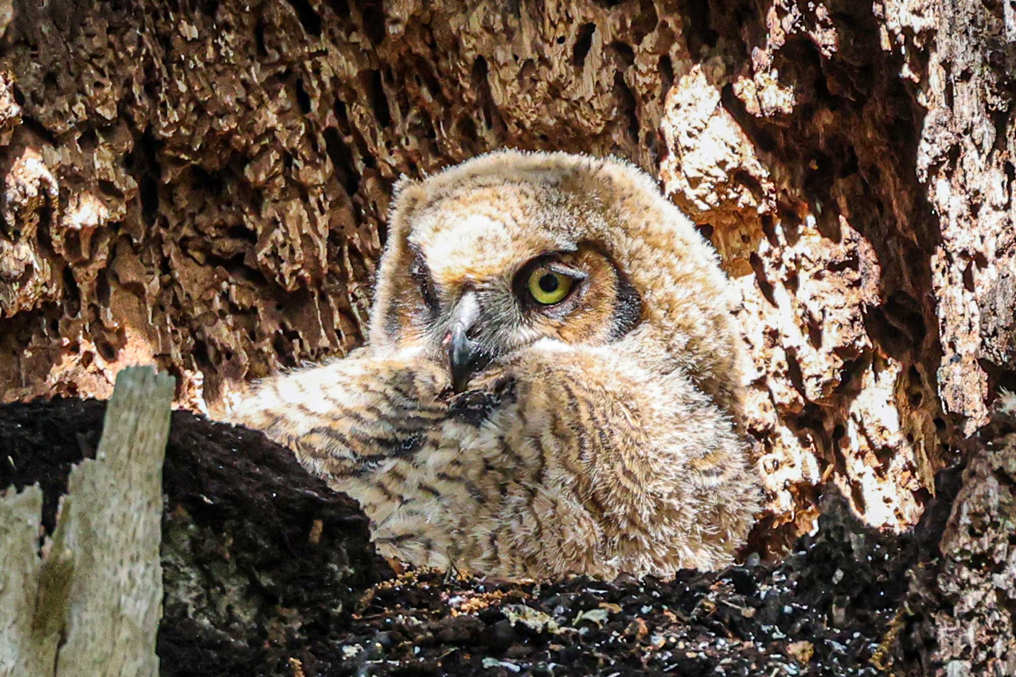 Great horned owl owlet sitting in a nest in a tree.
