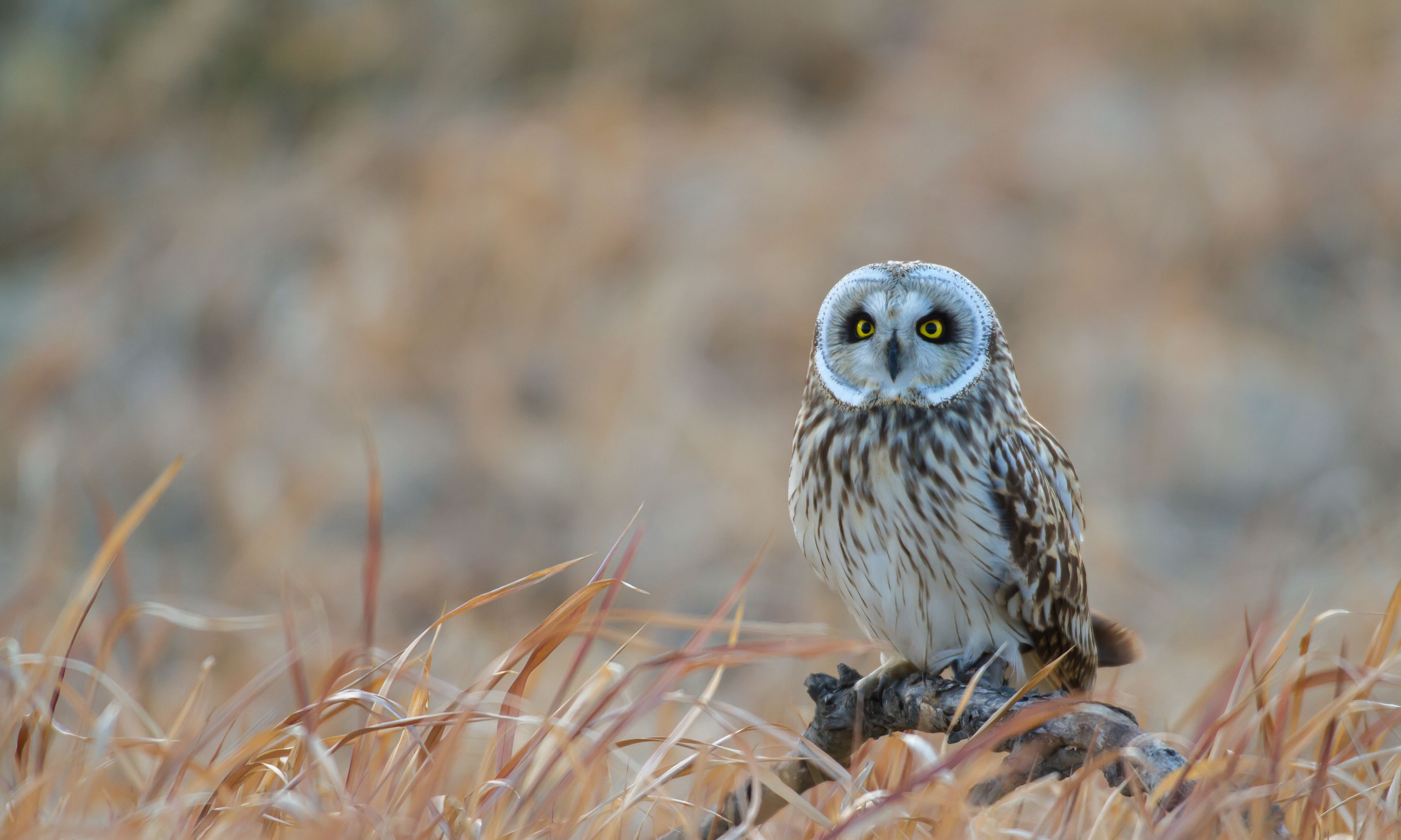 A short-eared owl is captured in mid-flight, gliding with wings outstretched against a soft, blurred background. Its round, pale face with bright yellow eyes is turned toward the camera.