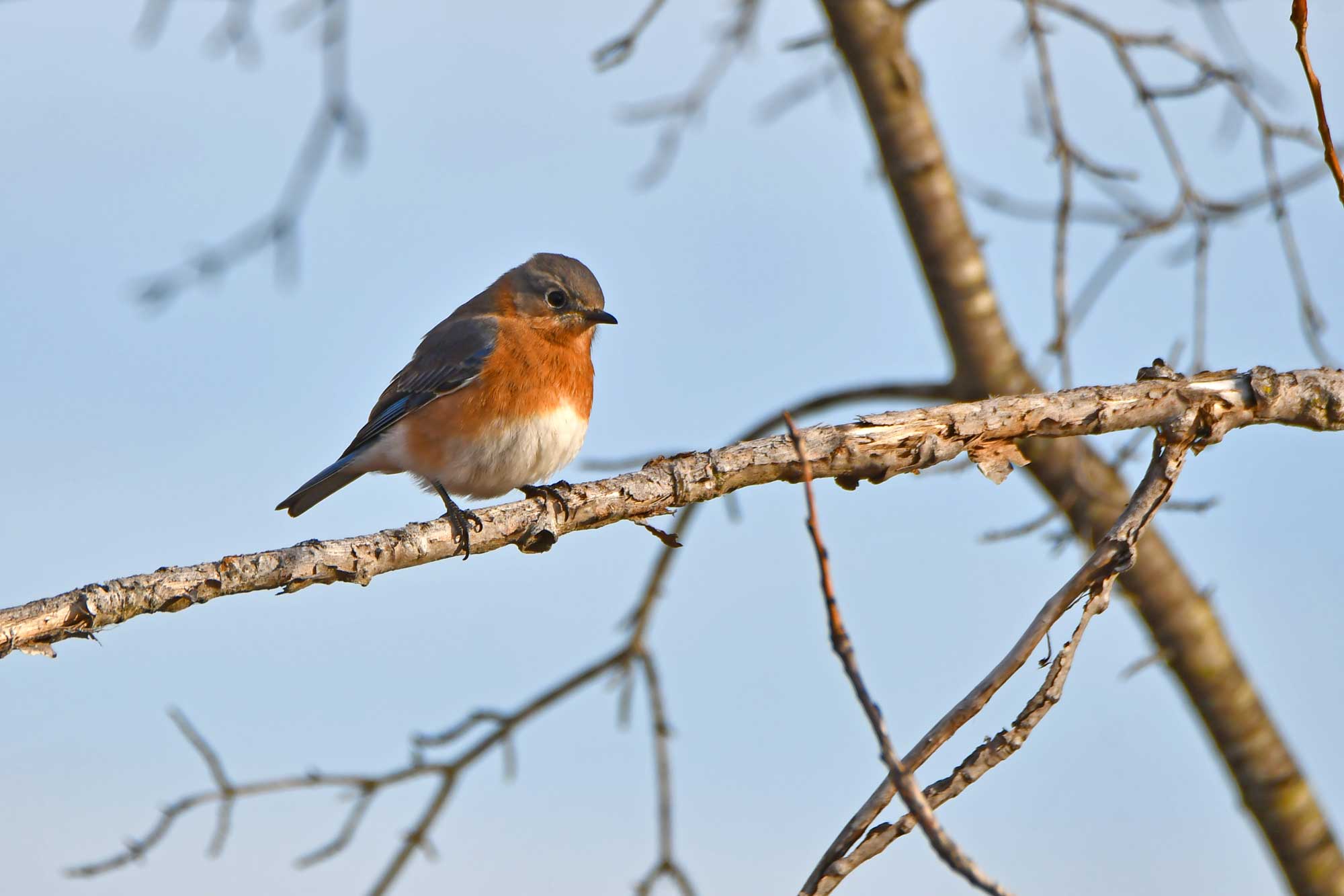 Eastern bluebird perched on a branch with other branches in the background.